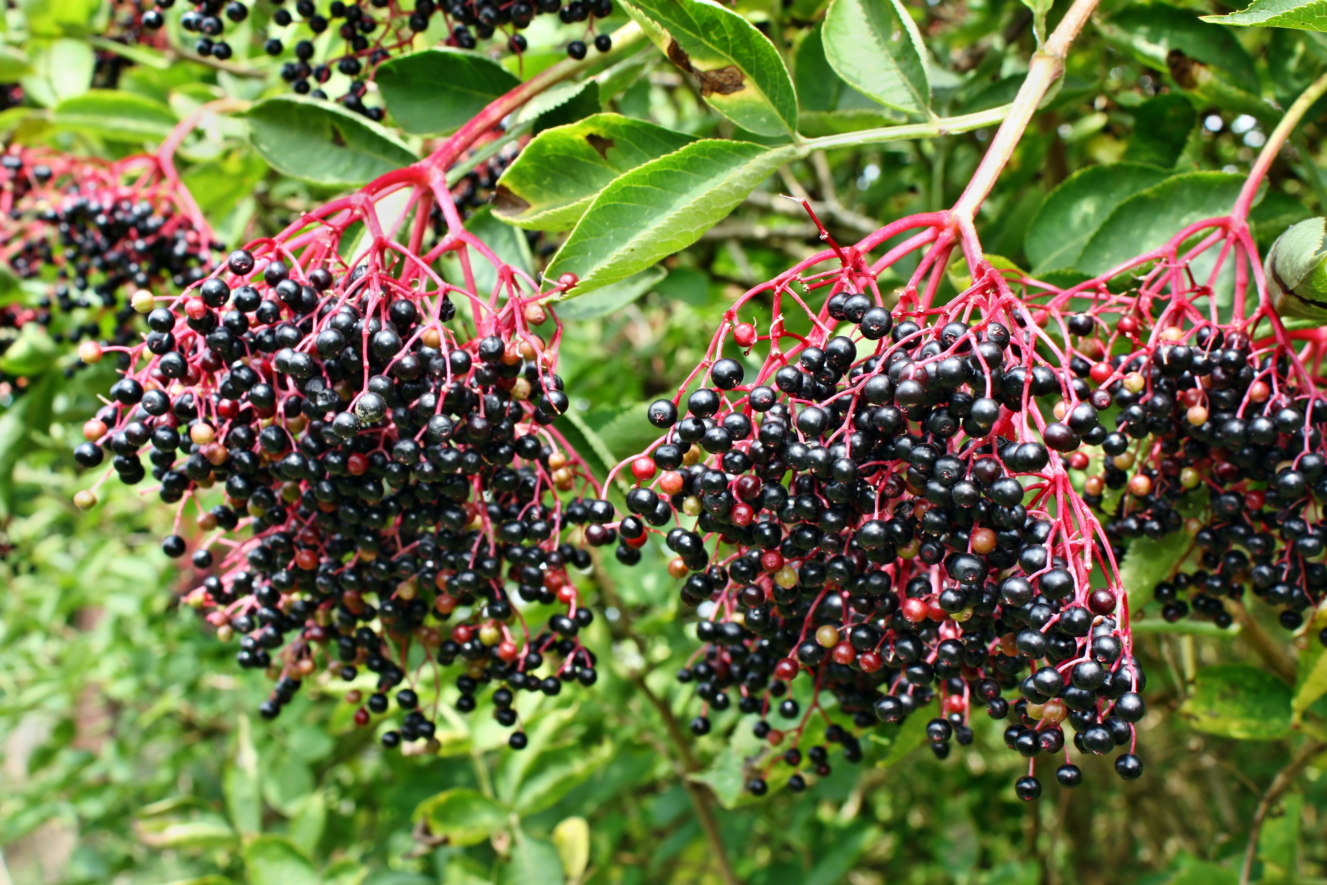 500 BULK American ELDERBERRY Fruit Bush Shrub Tree Sambucus Nigra Canadensis Seeds