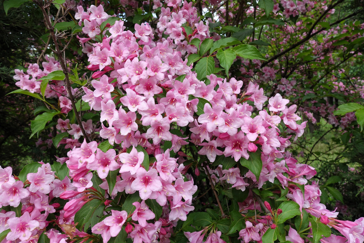 50 OLD FASHIONED WEIGELA Florida Bush Shrub Flower Seeds