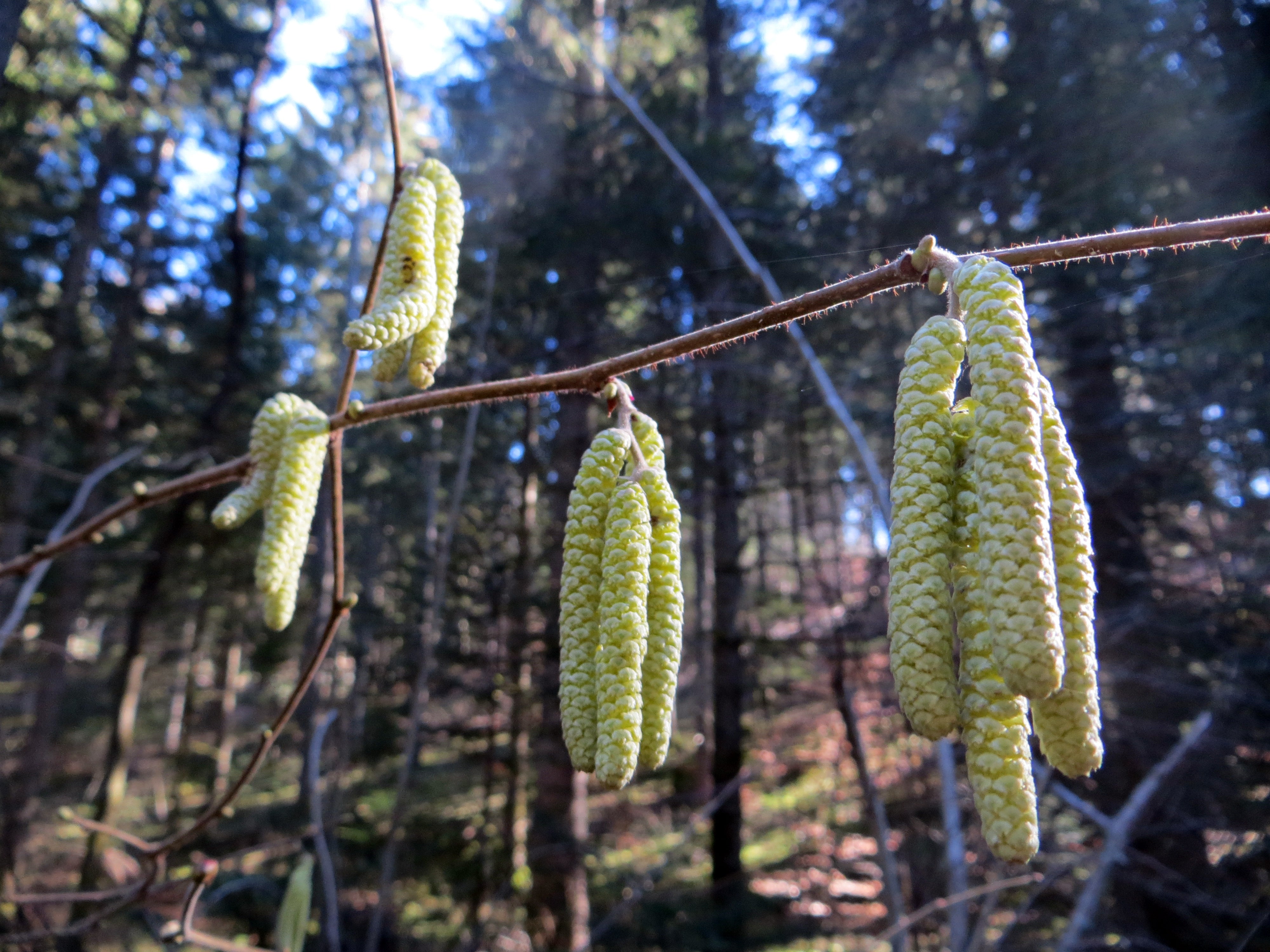 50 SILVER WEEPING BIRCH Tree White European Betula Pendula Alba Seeds