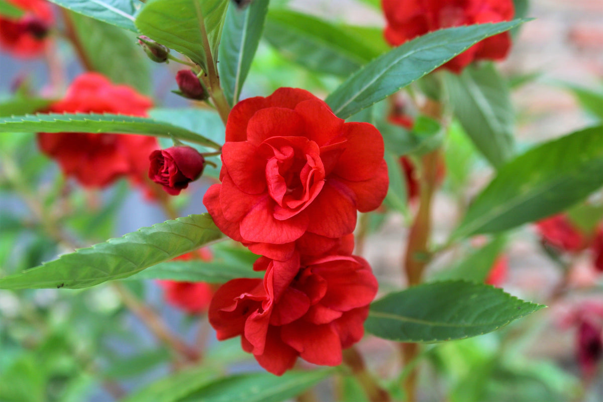 100 Mixed Dwarf TOM THUMB IMPATIENS Balsamina - Sun or Shade - Double Purple, Red, White, Pink, & Orange Flower Seeds