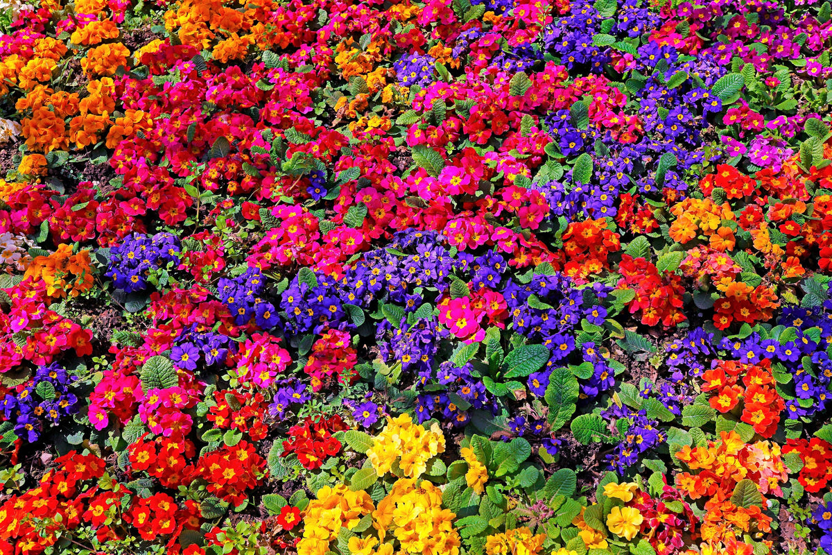 50 MIXED ENGLISH PRIMROSE Primula Vulgaris Acaulis Shade Houseplant Flower Seeds
