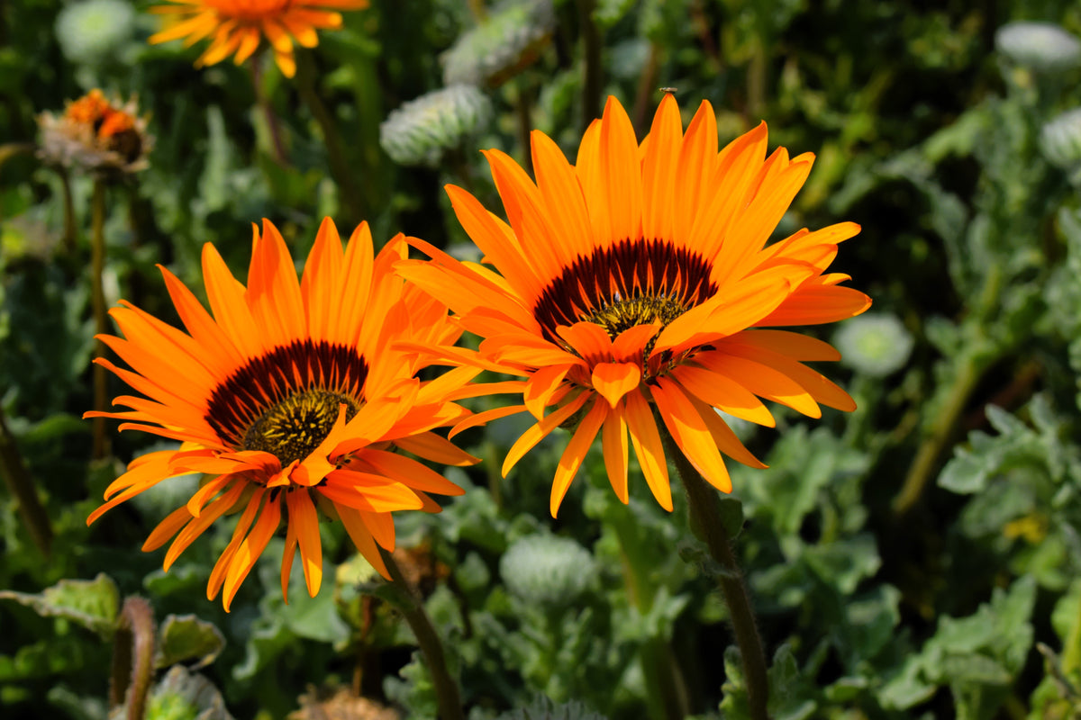 50 ORANGE PRINCE Cape DAISY Monarch of the Veldt Venidium Fastuosum Flower Seeds