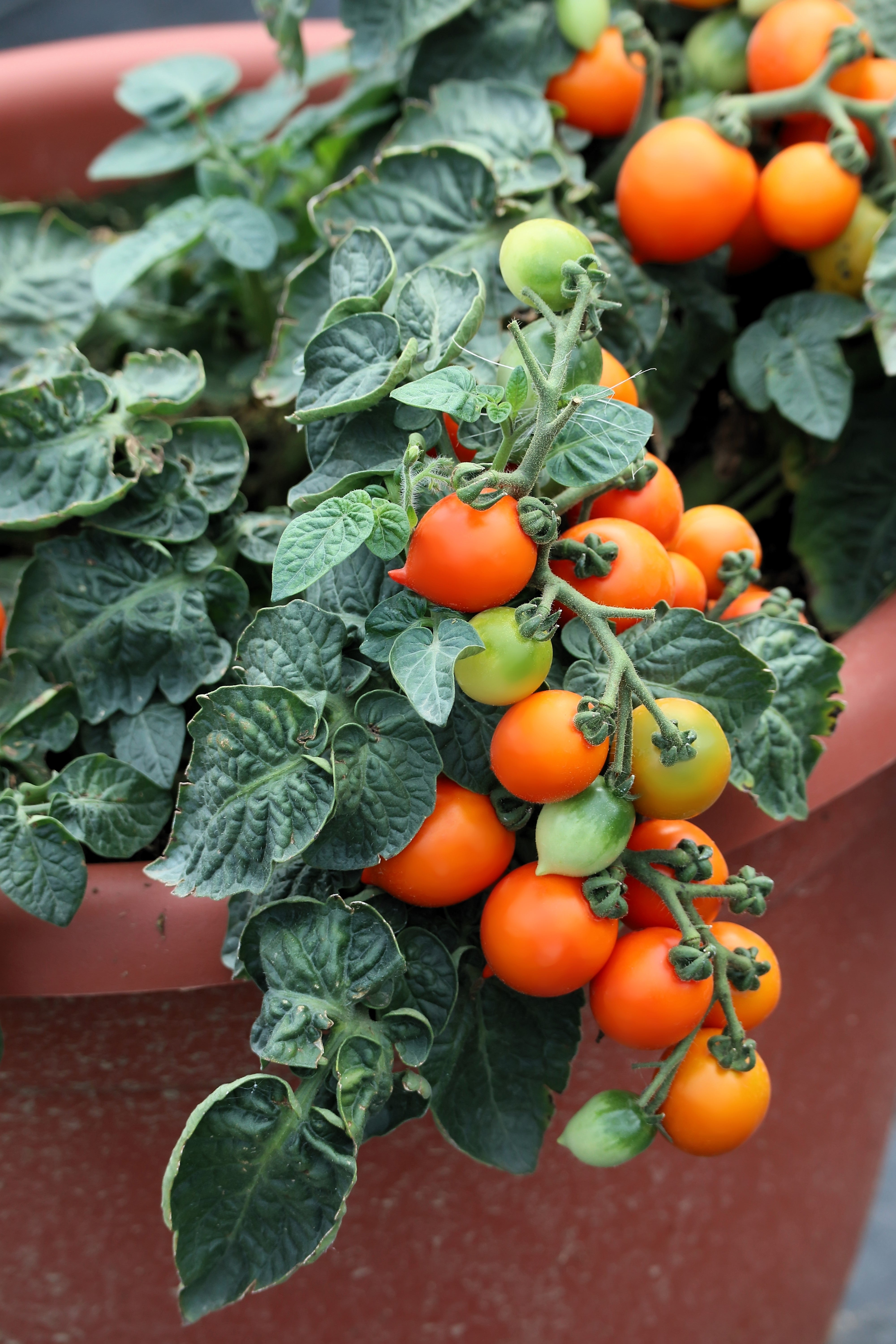 500 BULK Dwarf Cherry TOMATO TINY TIM Solanum Lycoperscium Red Fruit Seeds