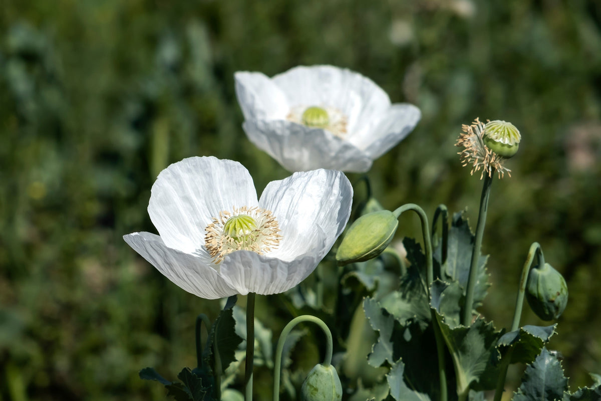 250 PERSIAN WHITE POPPY Papaver Somniferum Flower Seeds