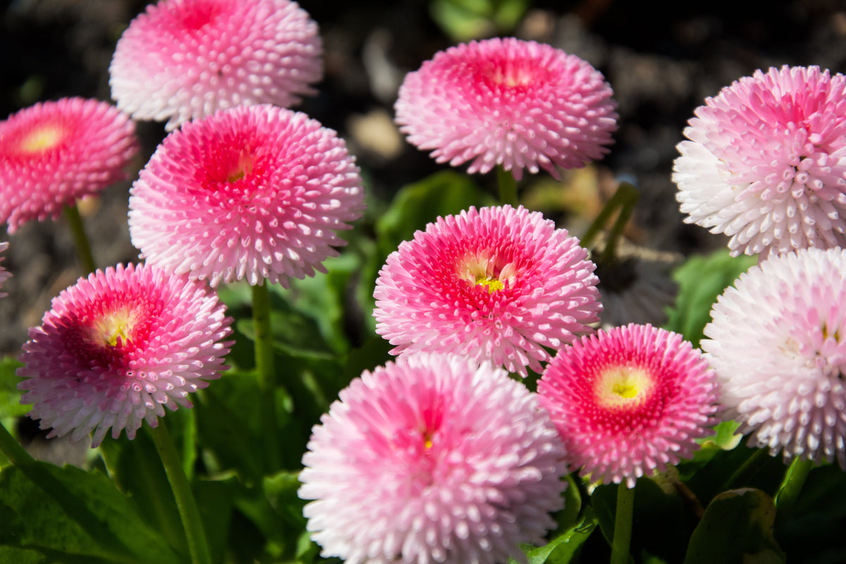 100 Strawberries & Cream ENGLISH DAISY Bellis Perennis Flower Seeds