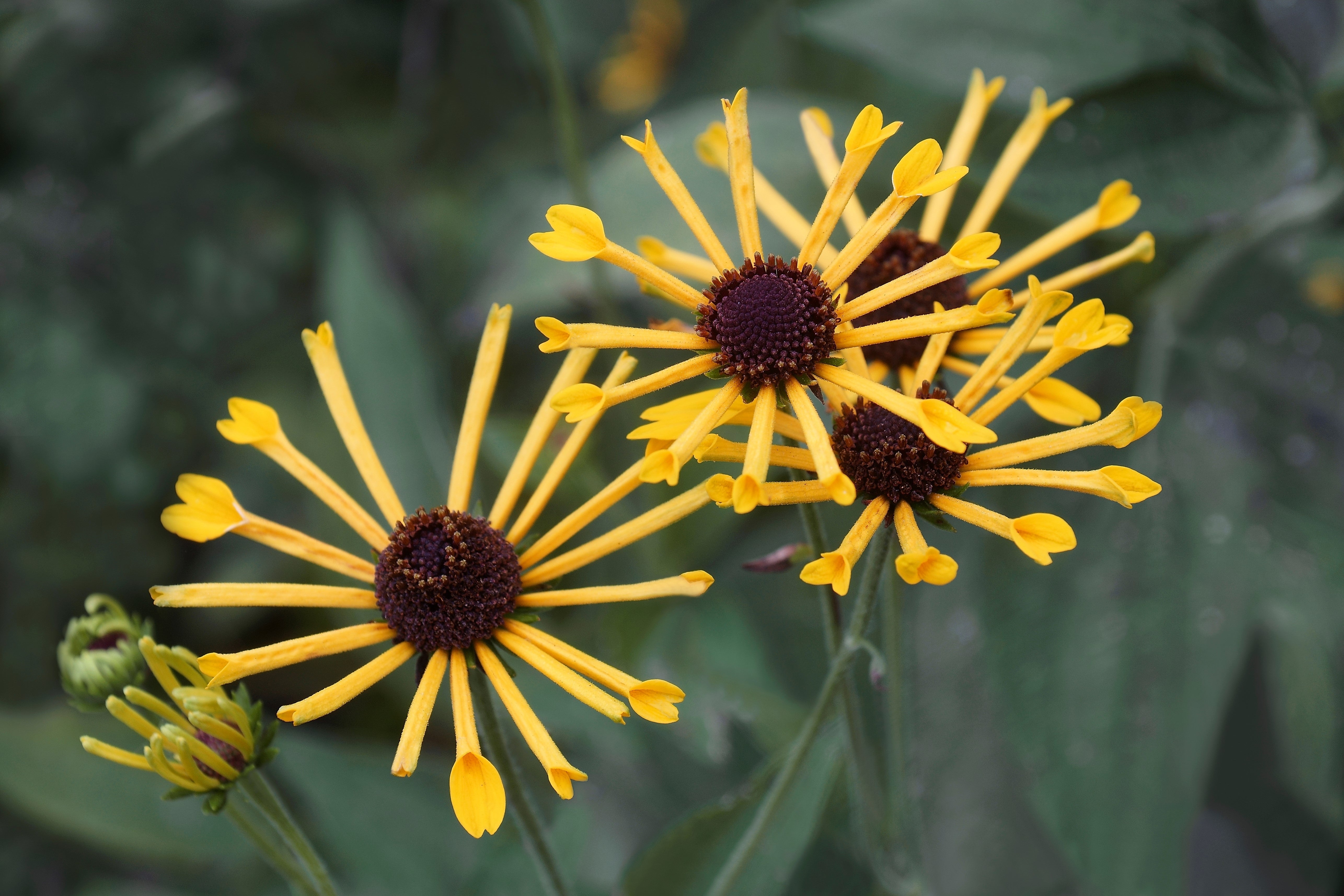 300 SWEET CONEFLOWER Rudbeckia Subtomentosa Yellow Black Eyed Susan Flower Seeds