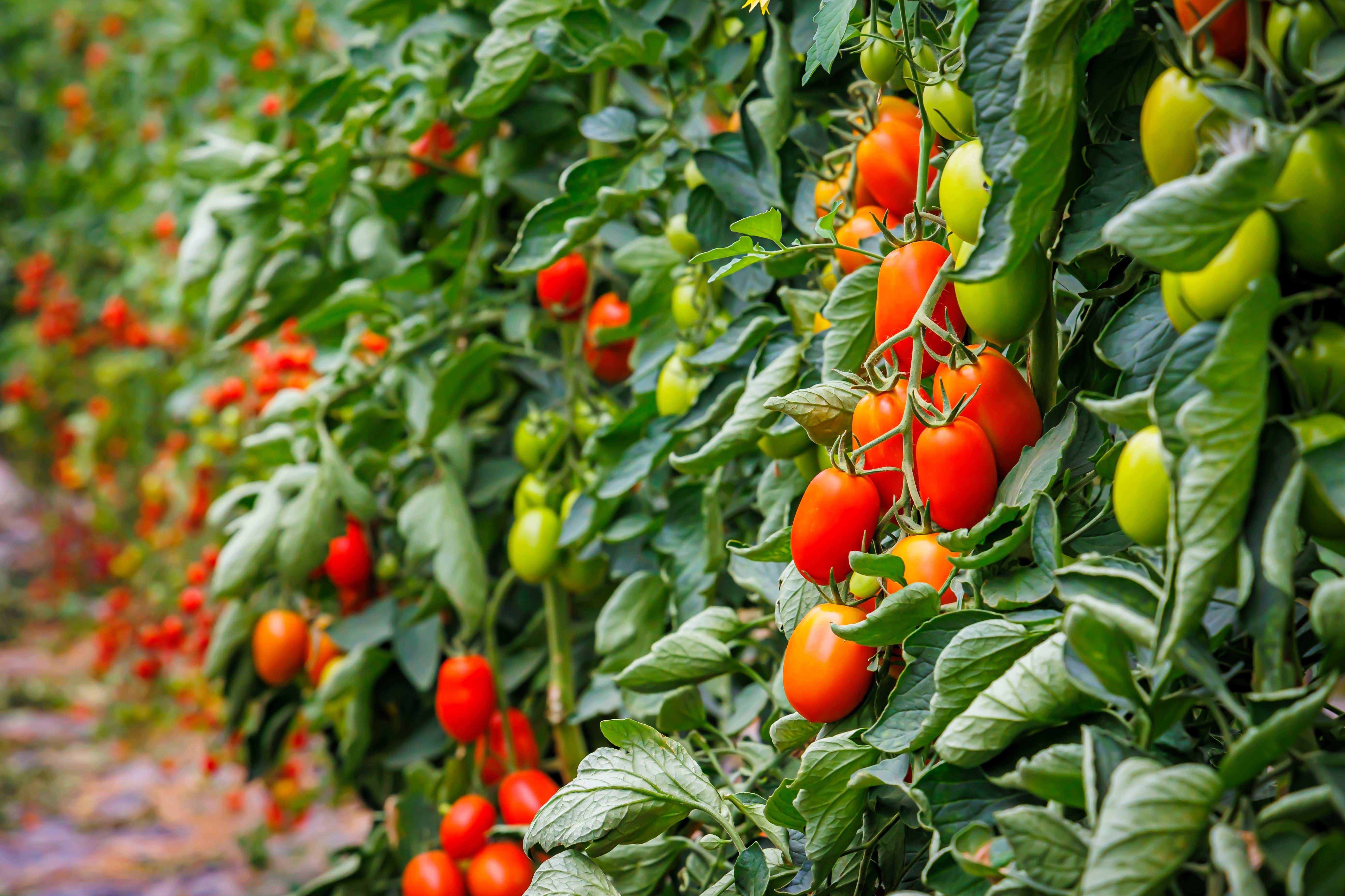 50 Organic AMISH PASTE TOMATO Red Heirloom Roma Type Lycopersicon Fruit Vegetable Seeds