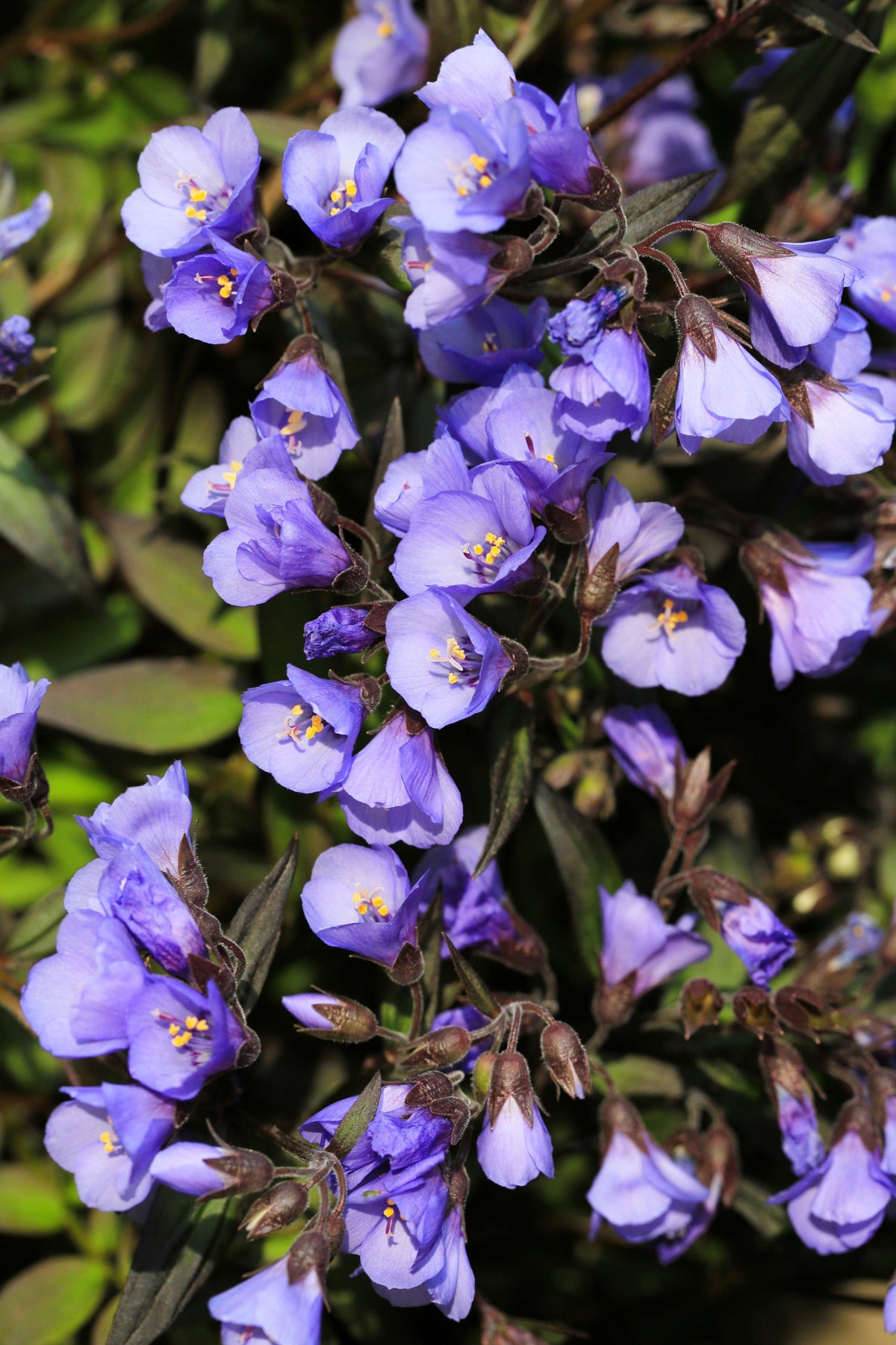 100 BLUE PEARL POLEMONIUM ( Jacobs Ladder ) Polemonium Caeruleum Flower Seeds