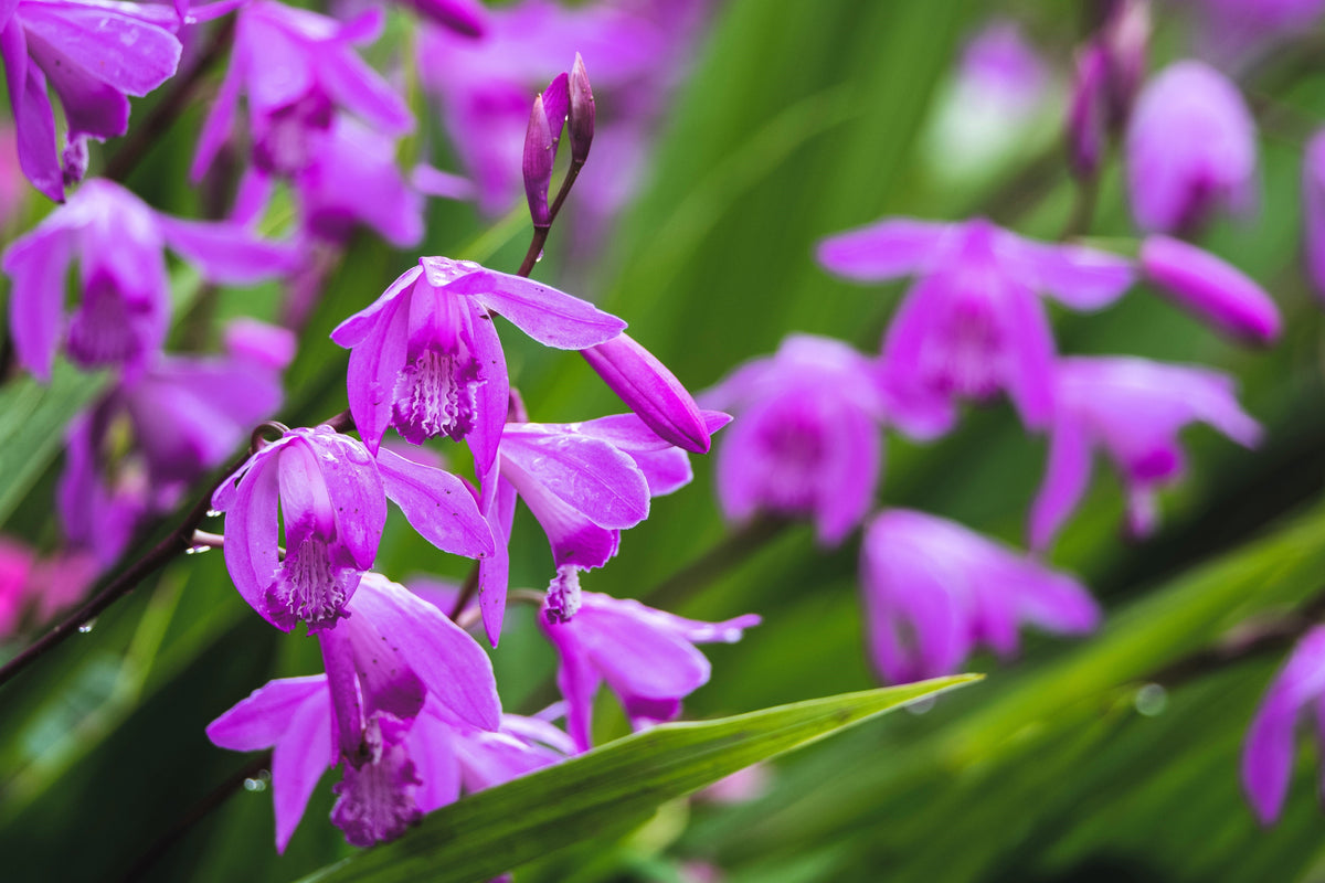 50 Hardy CHINESE GROUND ORCHID Bletilla Striata Purple Flower Seeds