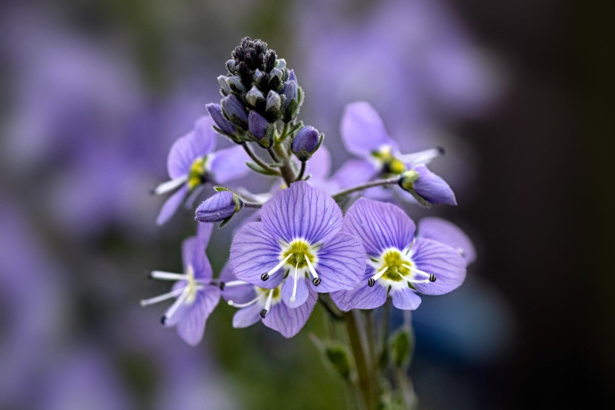 25 BLUE STREAK SPEEDWELL Veronica Gentianoides Flower Seeds
