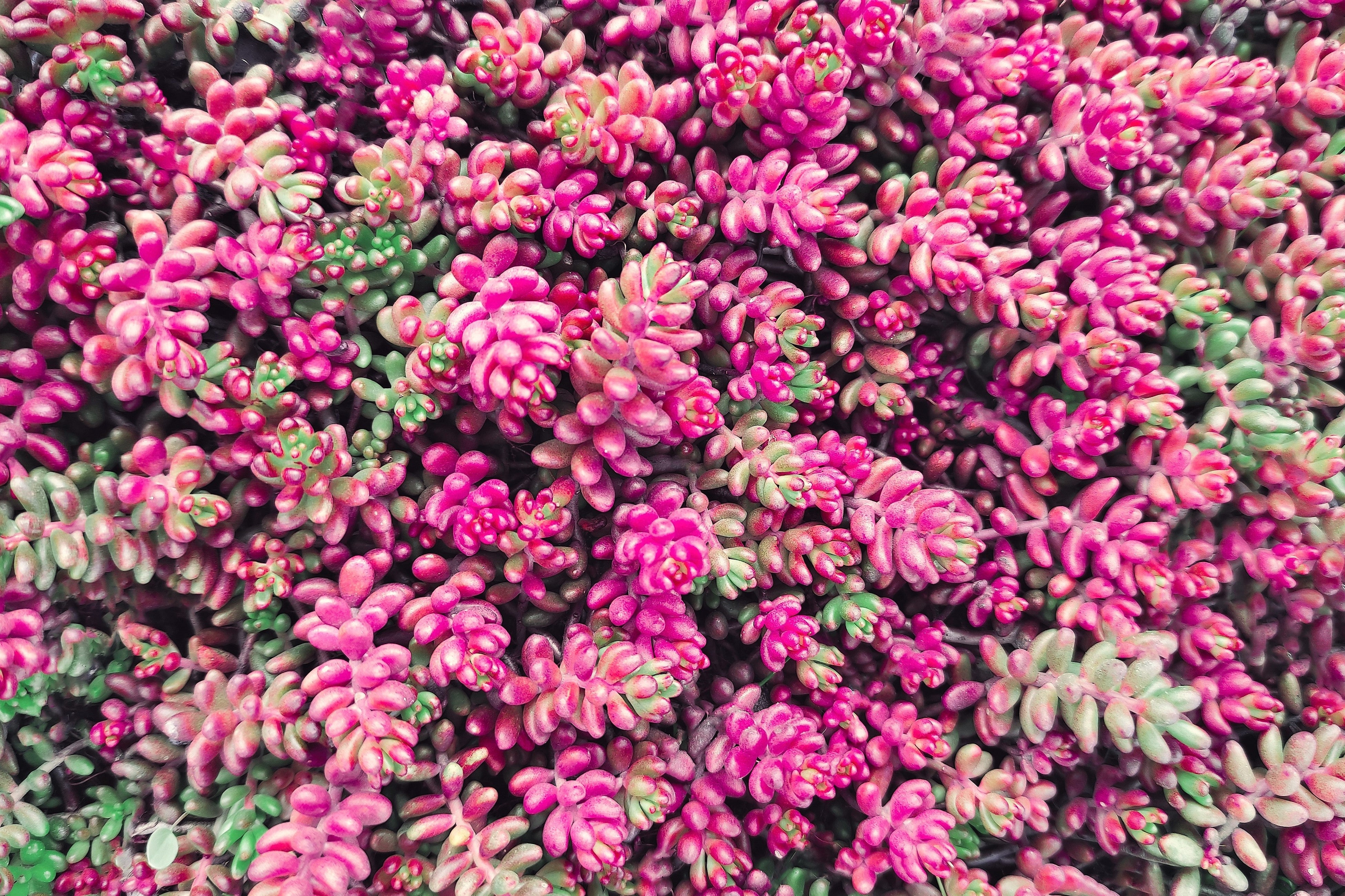150 MIXED SEDUM Stonecrop Succulent Groundcover Red White Yellow Pink Purple Flower Seeds