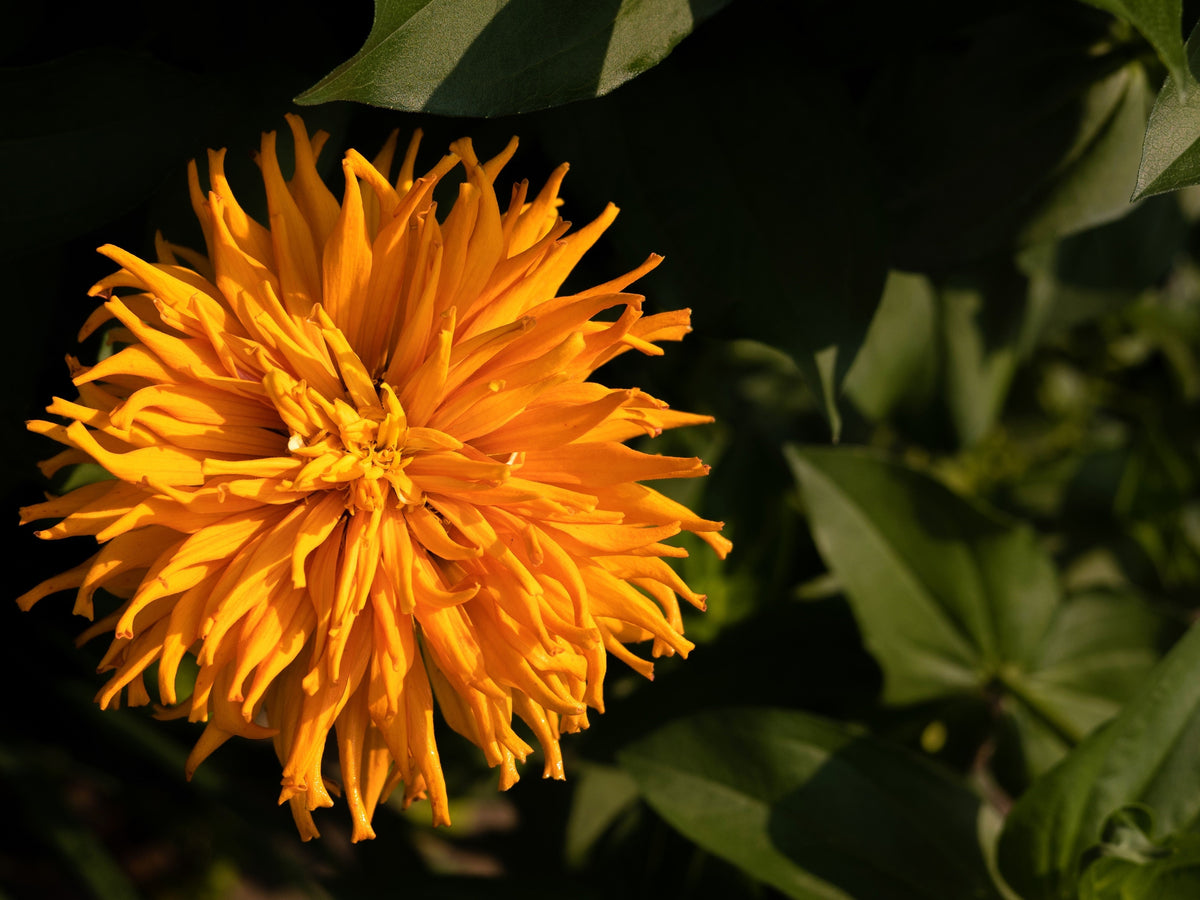 300 Burpeeana Giant Mix CACTUS FLOWERED ZINNIA Elegans Flower Seeds