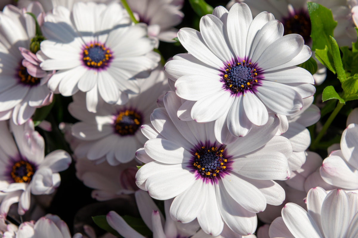 50 WHITE AFRICAN Cape DAISY Dimorphotheca Sinuata Flower Seeds