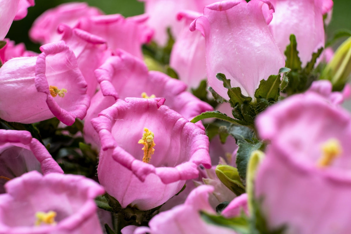 200 Rose Pink CANTERBURY BELLS - CAMPANULA Medium Flower Seeds