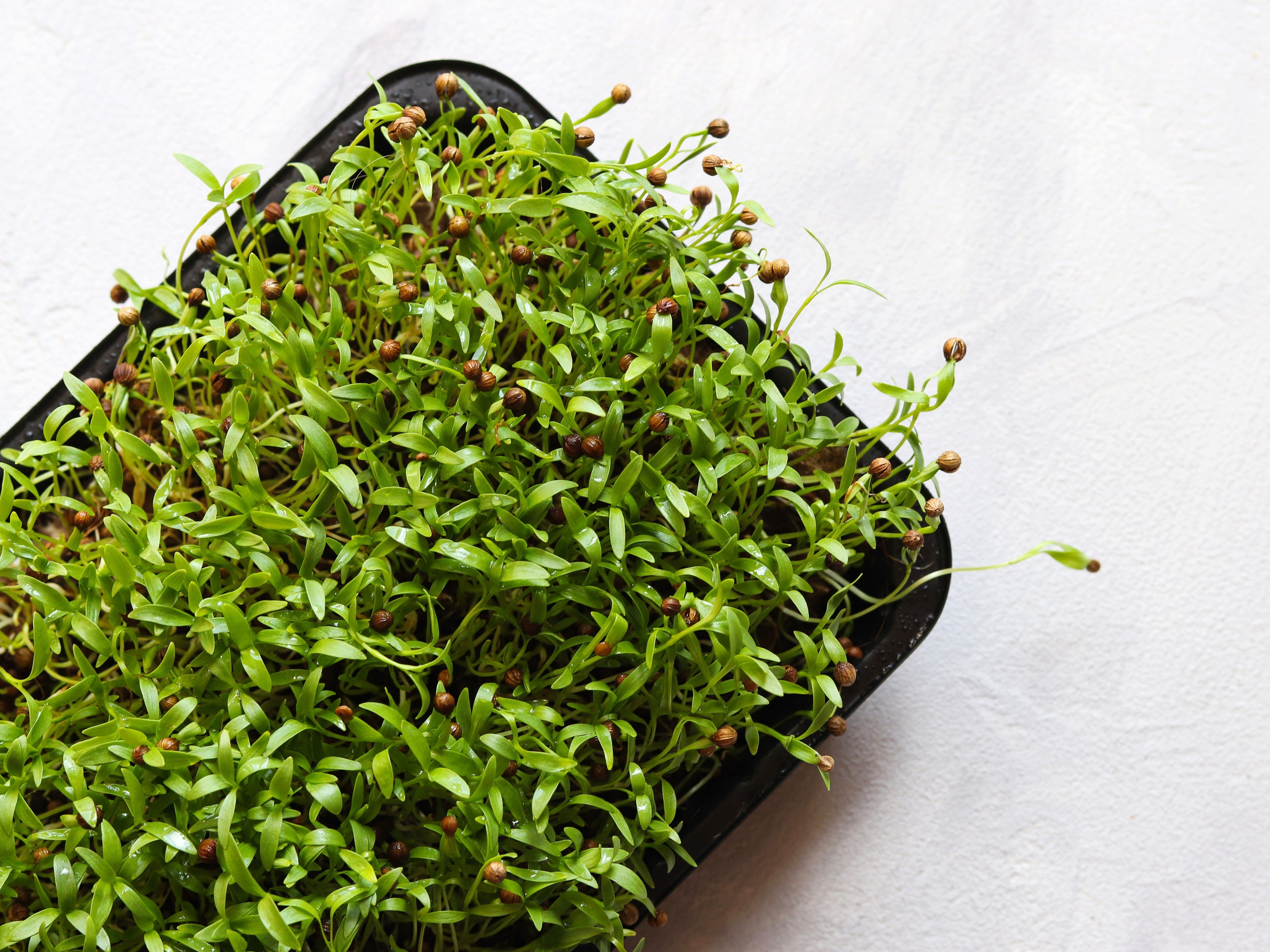 250 LEISURE CILANTRO / CORIANDER Coriandrum Sativum Herb Vegetable Seeds