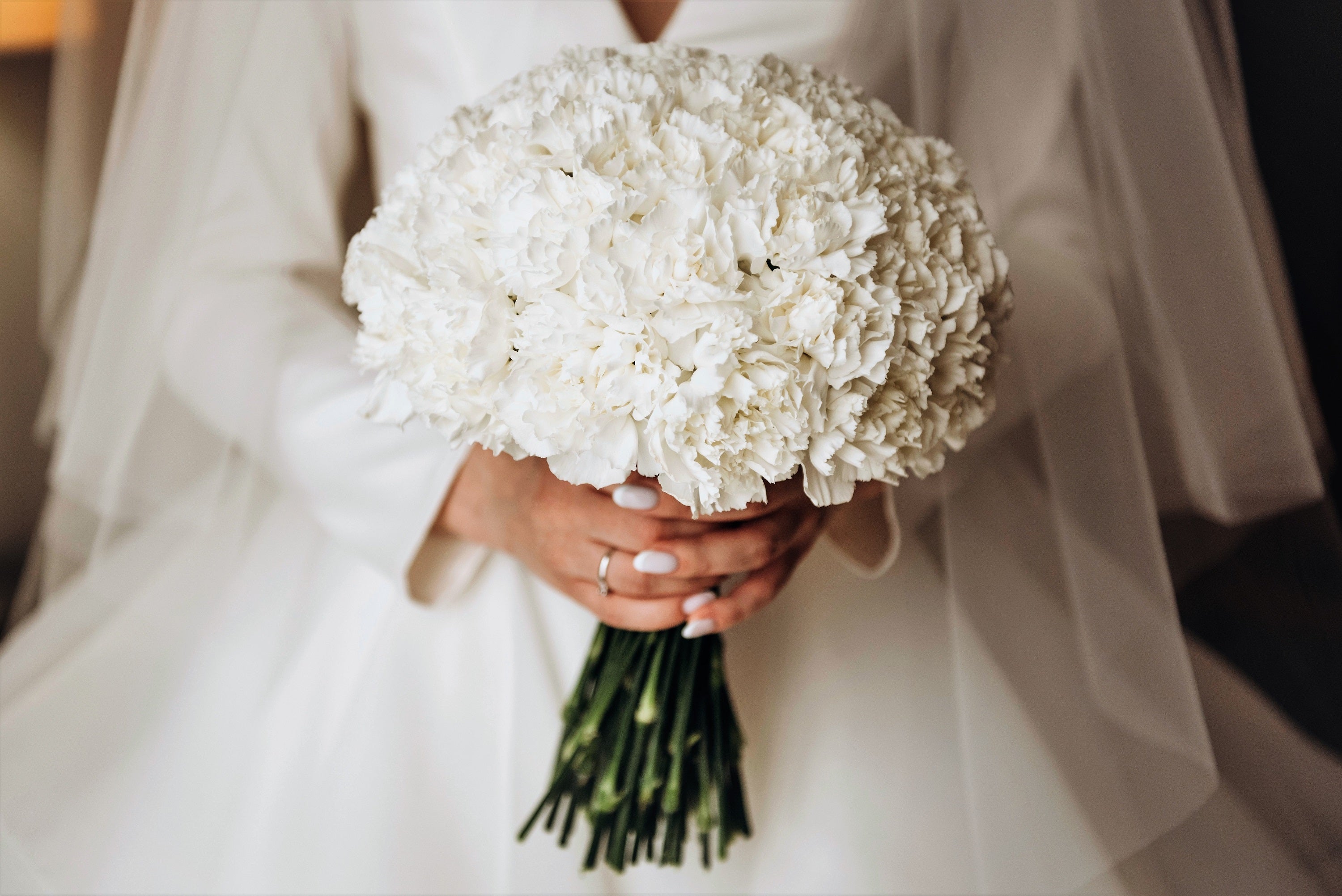 50 WHITE CARNATION Dianthus Caryophyllus Grenadin Flower Seeds