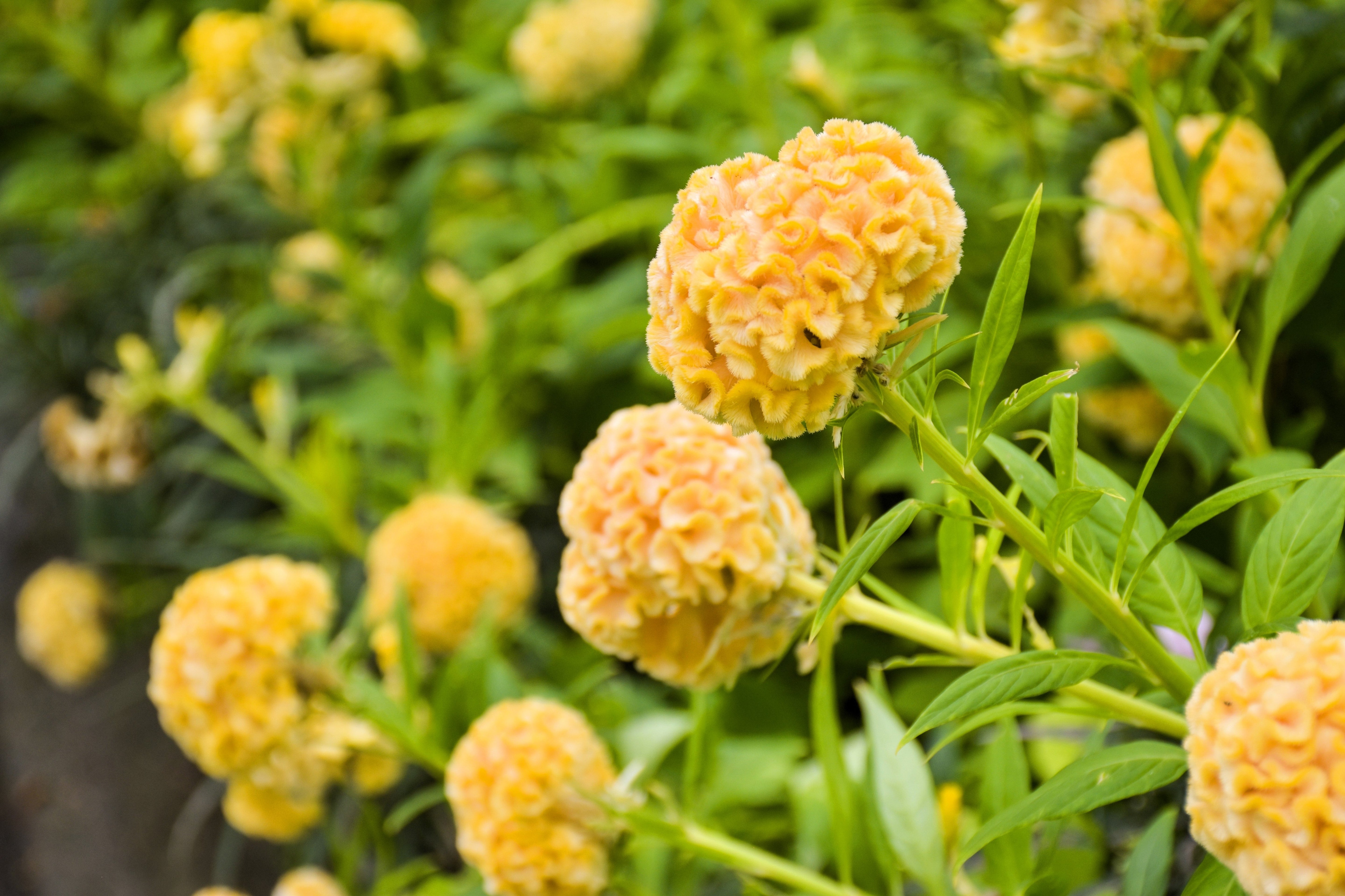 100 CORAL GARDENS Mix CELOSIA Cockscomb Celosia Argentea Cristata Flower Seeds