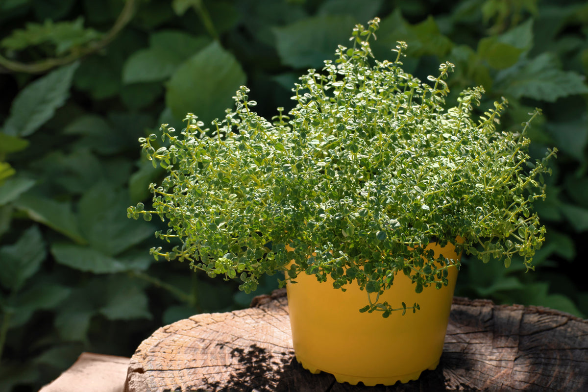 1000 Common GARDEN THYME English, German, French, or Winter Thymus Vulgaris Herb Flower Seeds