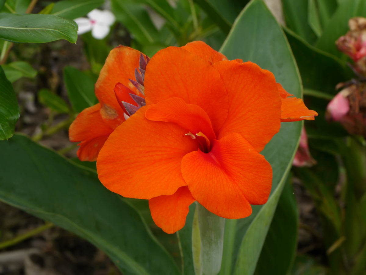 5 ORANGE CANNA LILY Indian Shot Arrowroot Canna Indica Flower Seeds