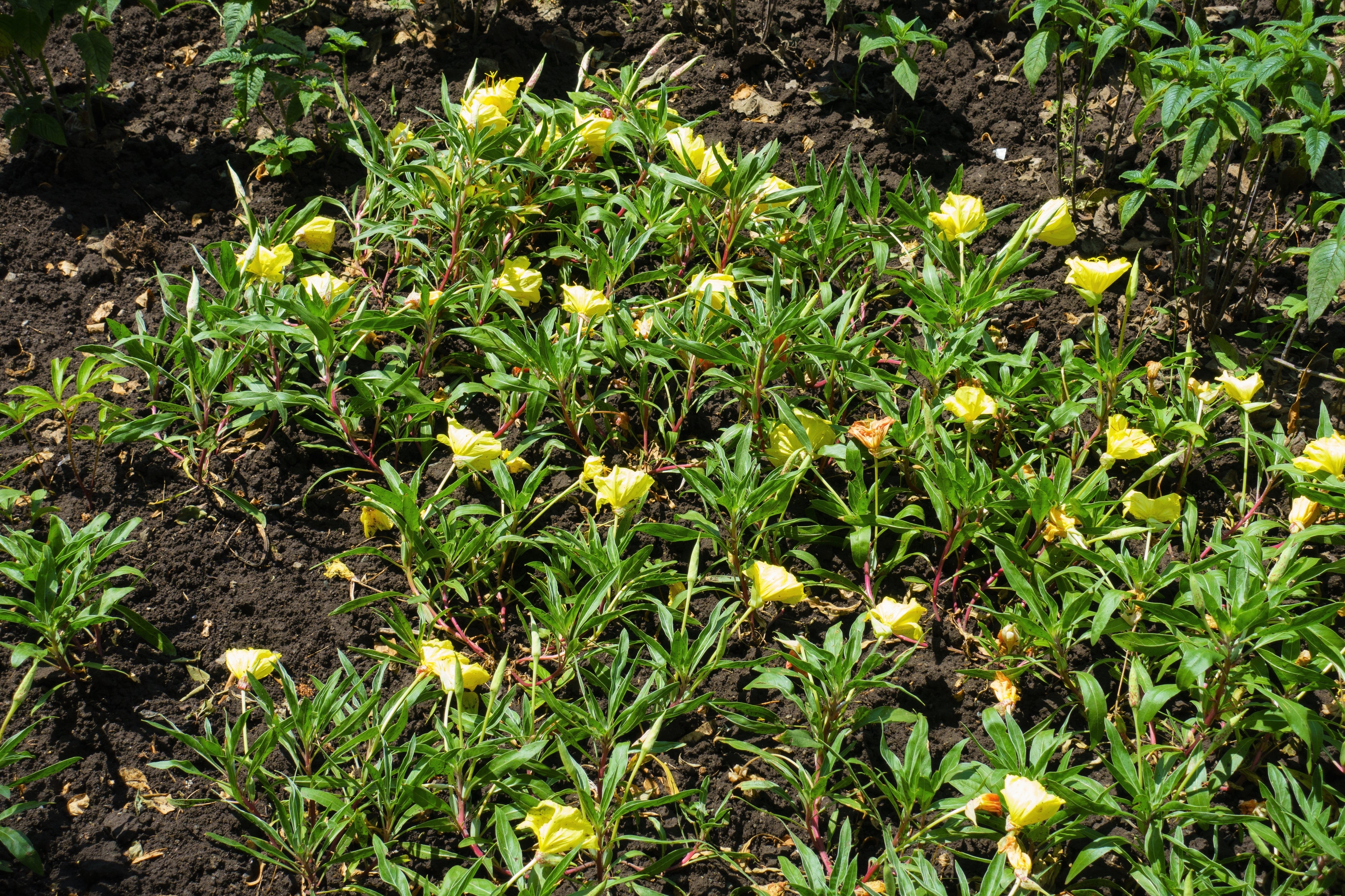 150 DWARF EVENING PRIMROSE ( Missouri Primrose / Ozark Sundrops ) Oenothera Macrocarpa syn. Missouriensis Native Yellow Flower Seeds