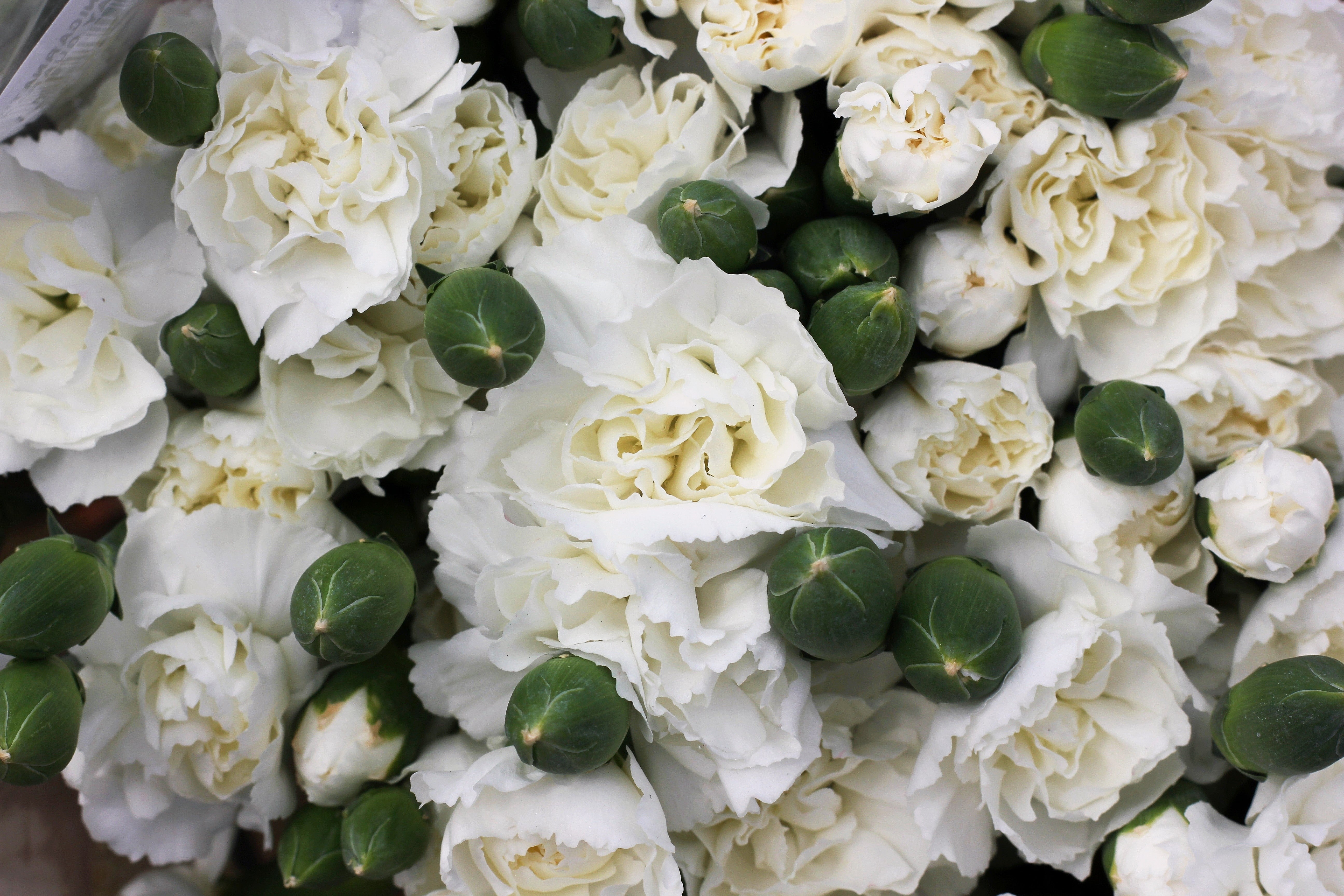 50 WHITE CARNATION Dianthus Caryophyllus Grenadin Flower Seeds