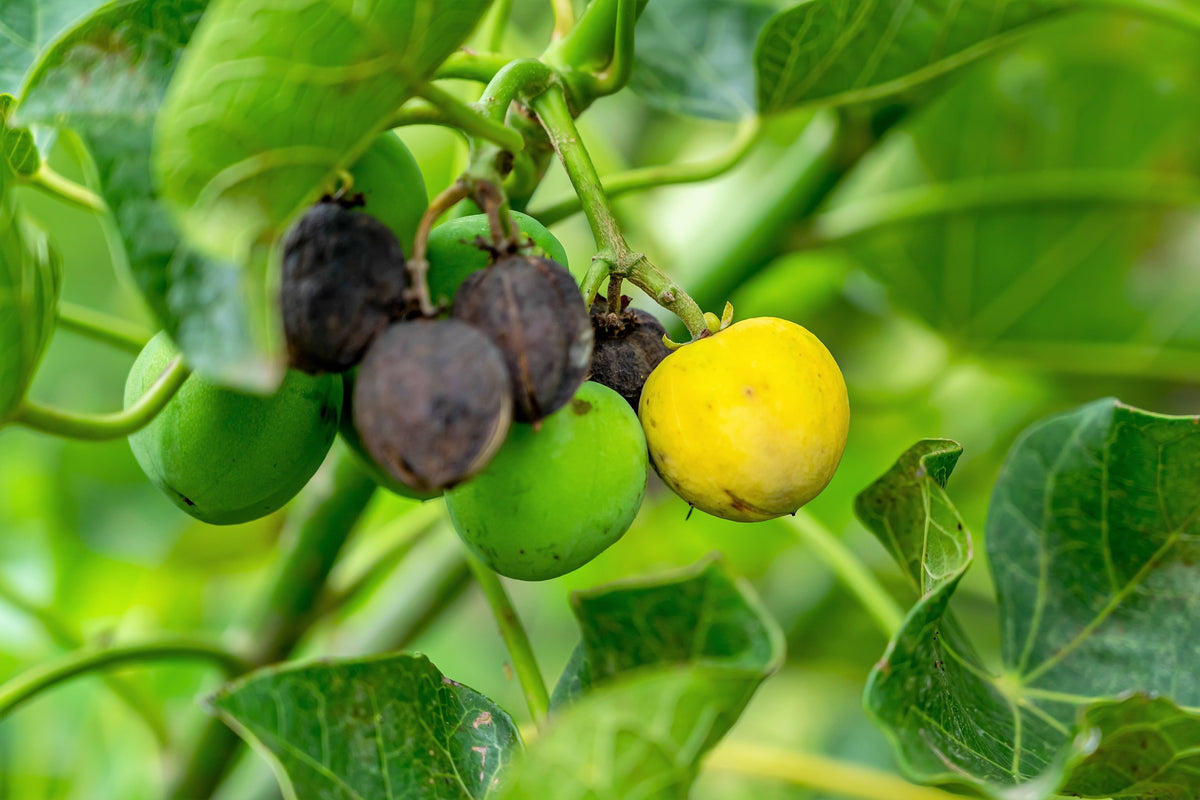 5 PHYSIC NUT Barbados Purging JATROPHA Curcas Shrub Tree Bio-Diesel Seeds