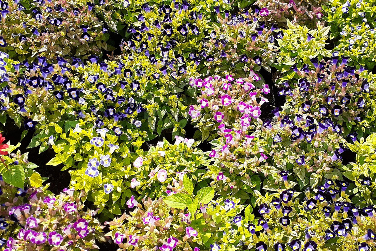 10 KAUAI MIX TORENIA Fournieri Sun or Shade Wishbone Flower Seeds - Mixed Colors 2 Tone Blue Red Pink