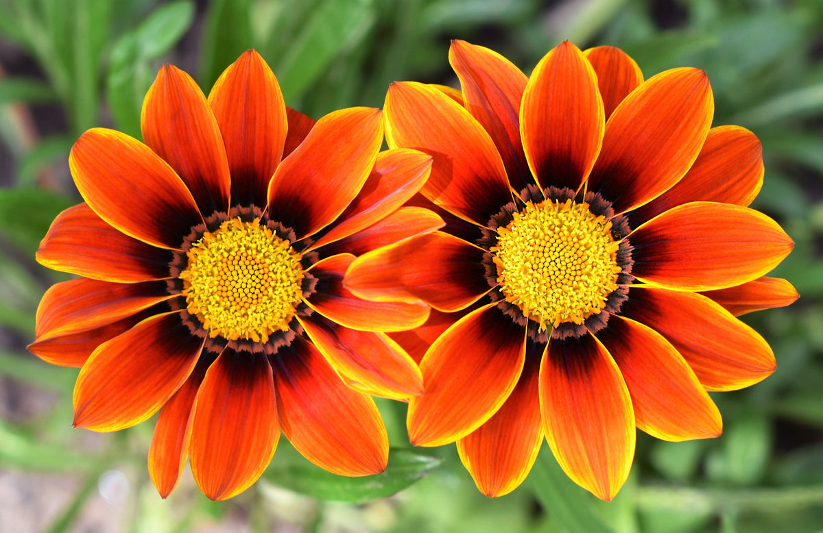 30 Mixed Colors GAZANIA Rigens Treasure Flower Seeds