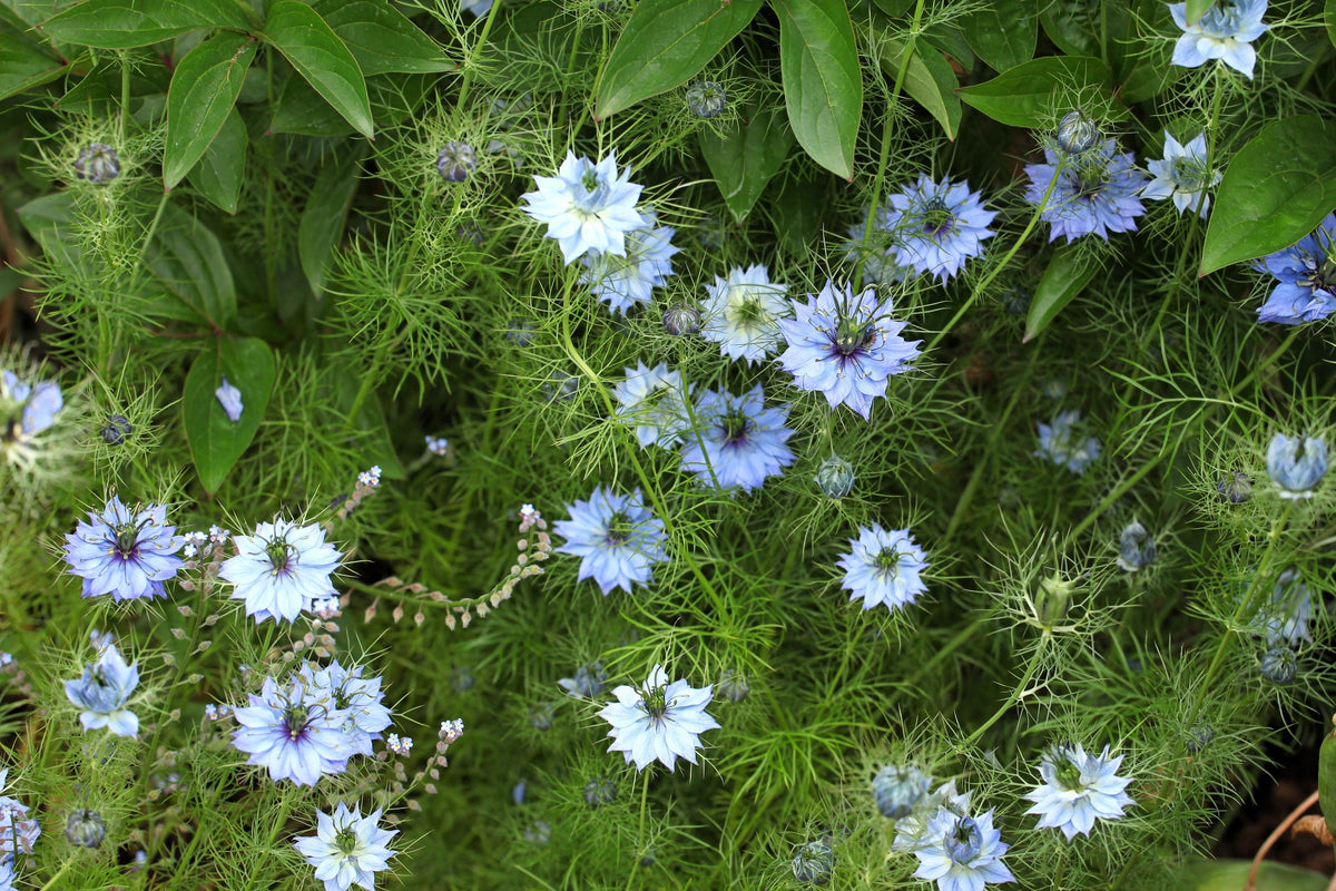 400 Blue & White LOVE IN A MIST Nigella Damascena Fennel Flower Seeds