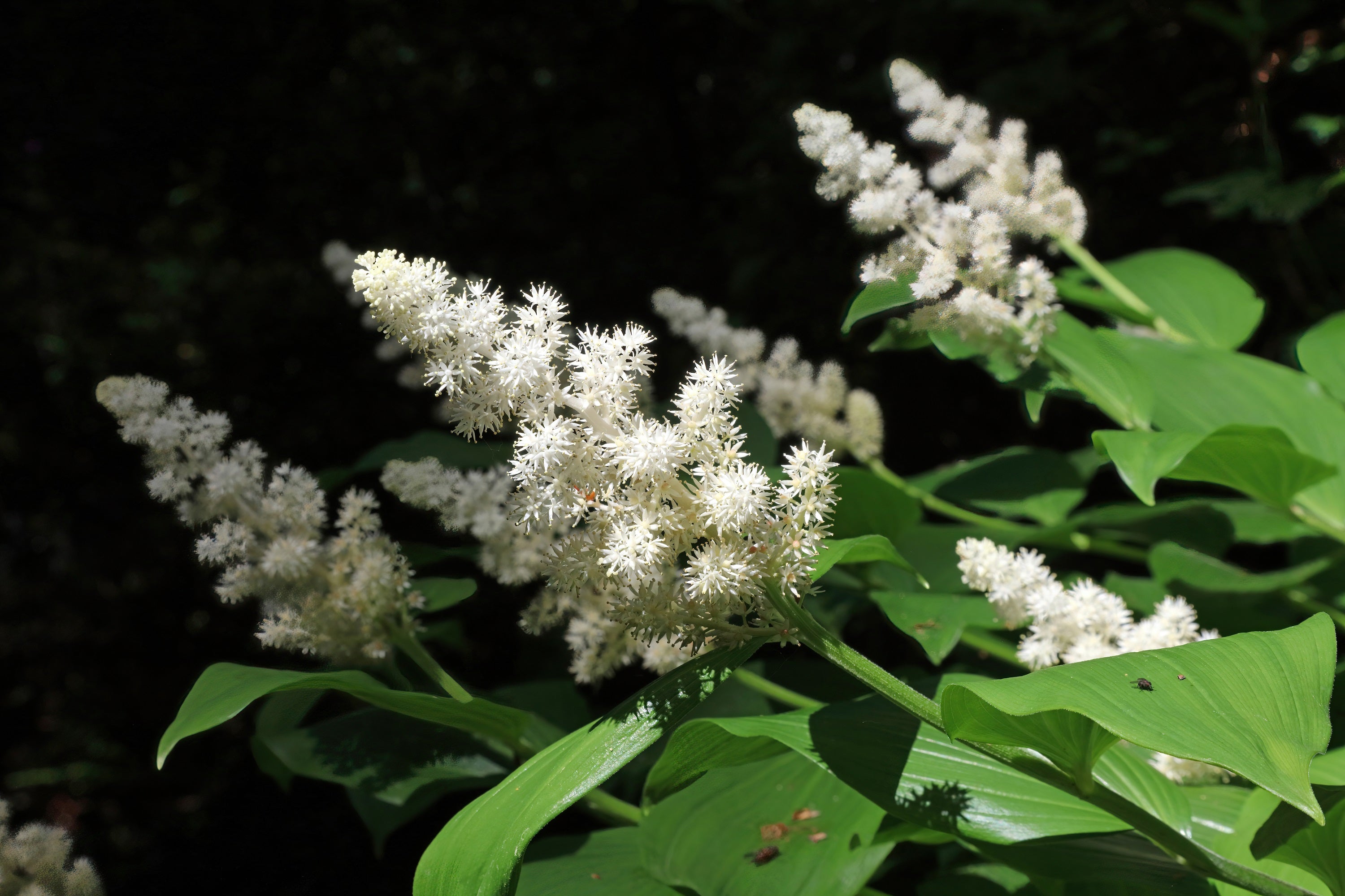 10 SOLOMON'S SPIKE White Western False Seal Maianthemum Racemosum Flower Seeds
