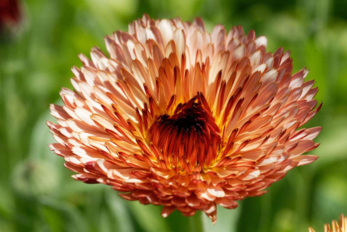 20 ZEOLIGHTS CALENDULA Officinalis MARIGOLD Flower Seeds Zeolight Coral Peach Apricot Pink