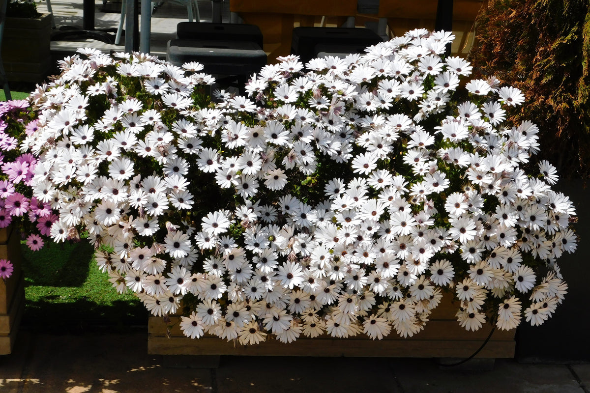 50 WHITE AFRICAN Cape DAISY Dimorphotheca Sinuata Flower Seeds
