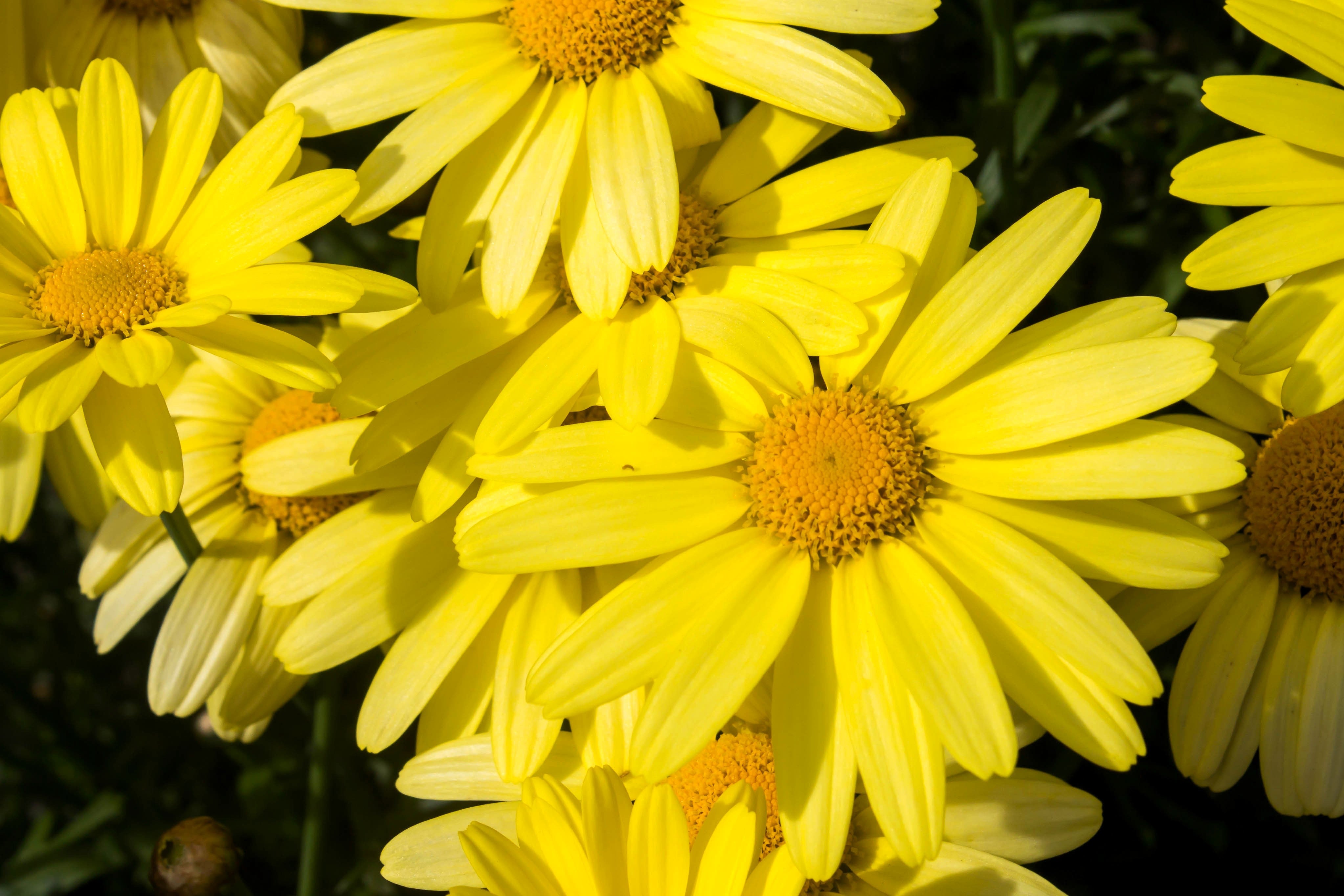 15 MOUNTAIN ARNICA Montana Wolf's Bane Yellow Flower Herb Seeds