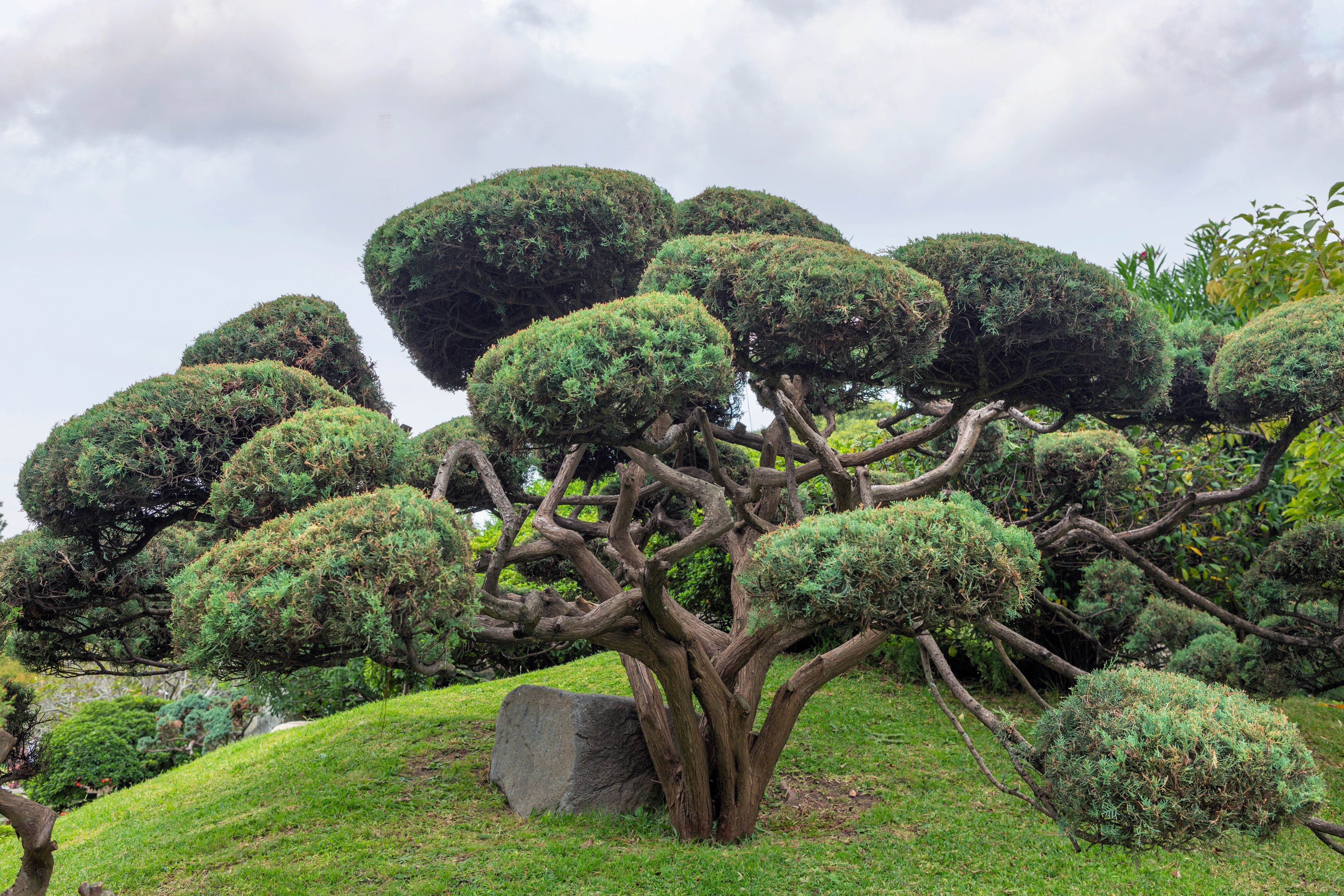 10 RED Japanese PINE TREE Korean Pinus Densiflora Evergreen Seeds