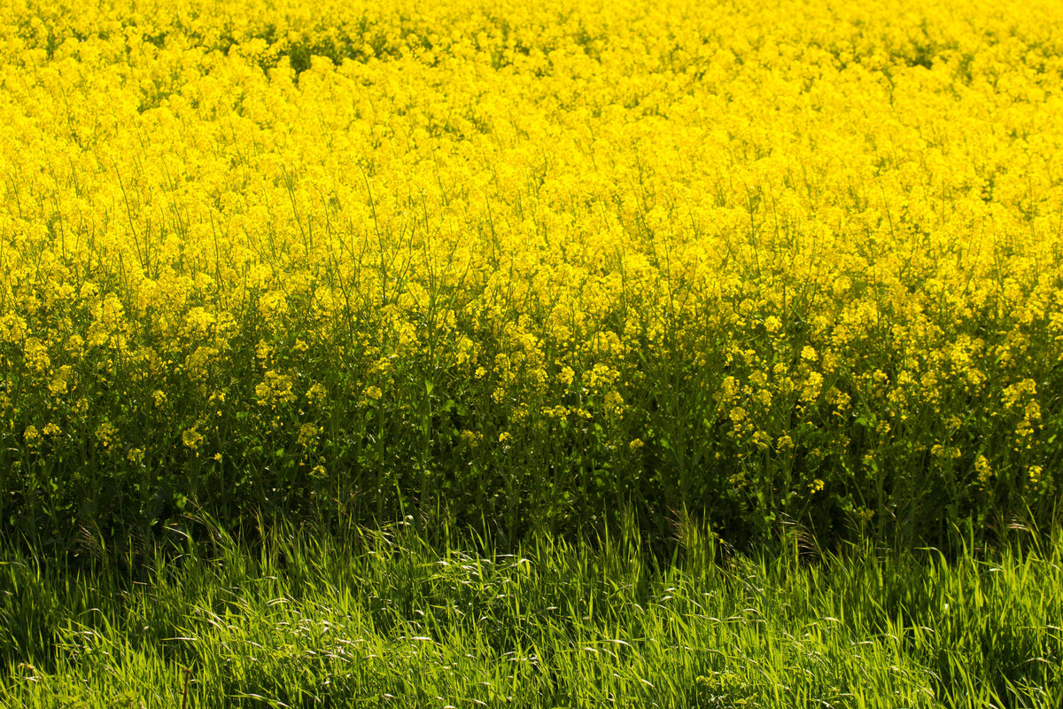 1000 YELLOW MUSTARD Brassica Juncea Vegetable Herb Seeds