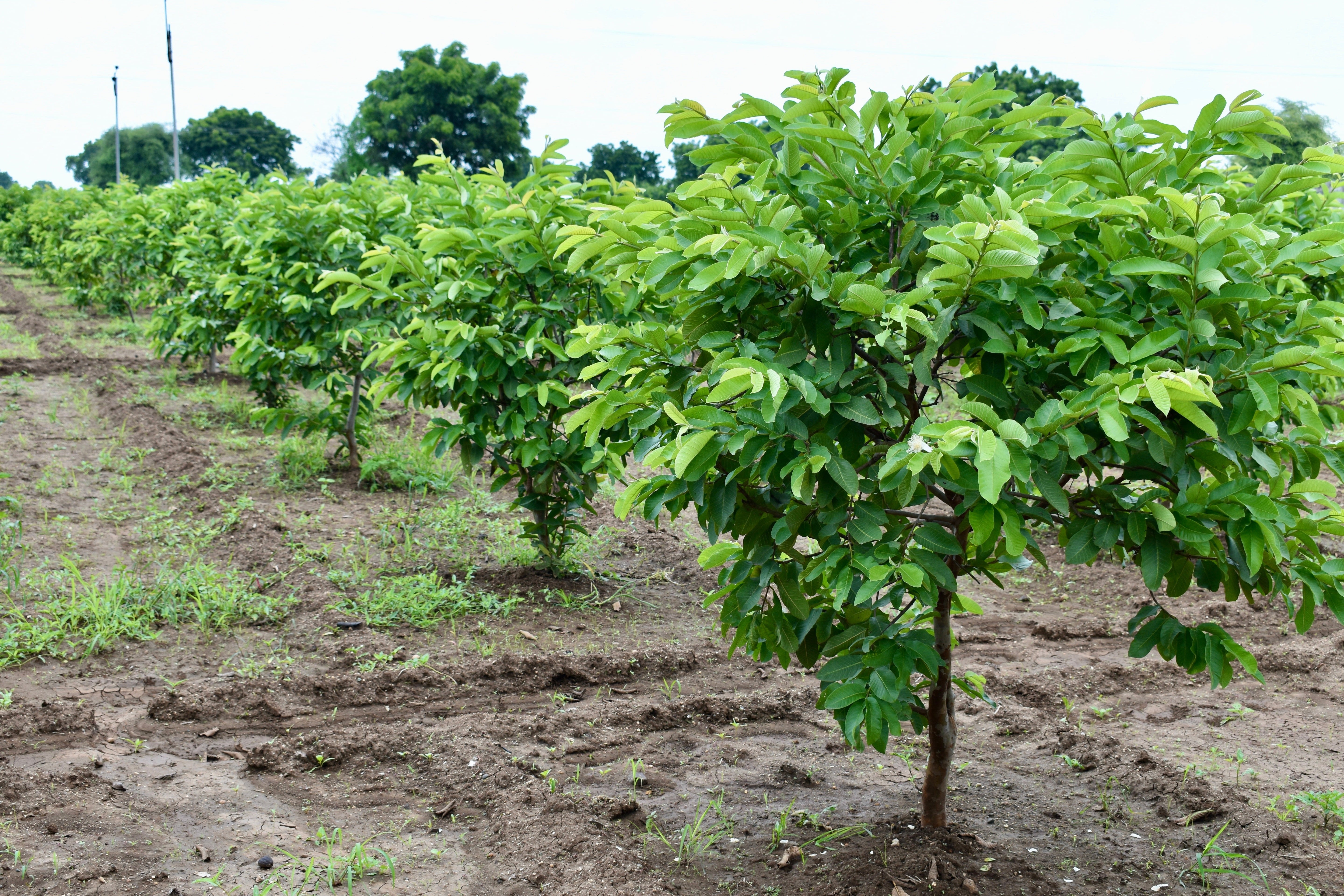 1000 BULK GUAVA Fruit Tree Shrub Psidium Guajava White Flowers Fruit Seeds