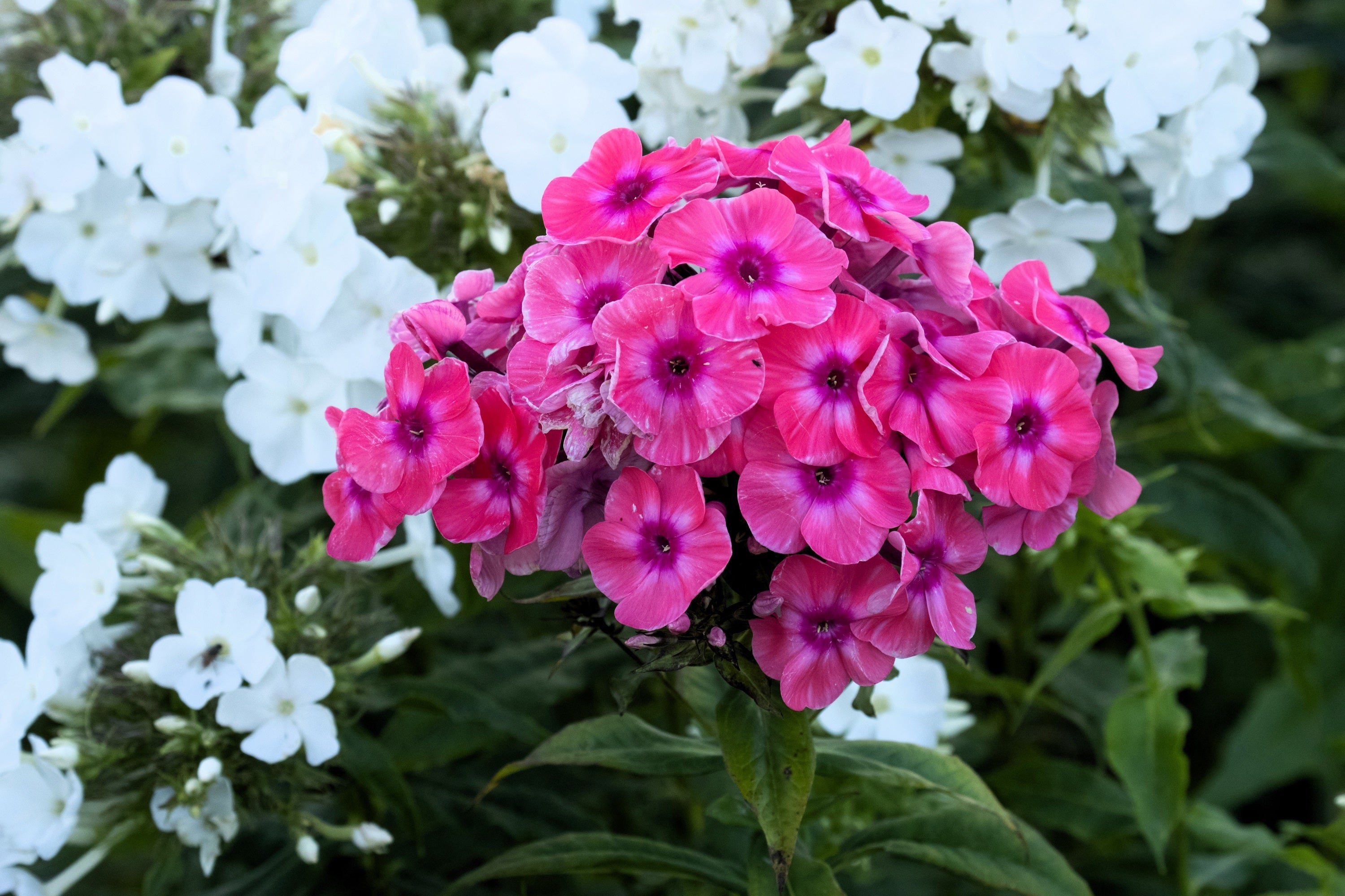 100 BRILLIANT PHLOX Drummondii Two Tone Pink Flower Seeds