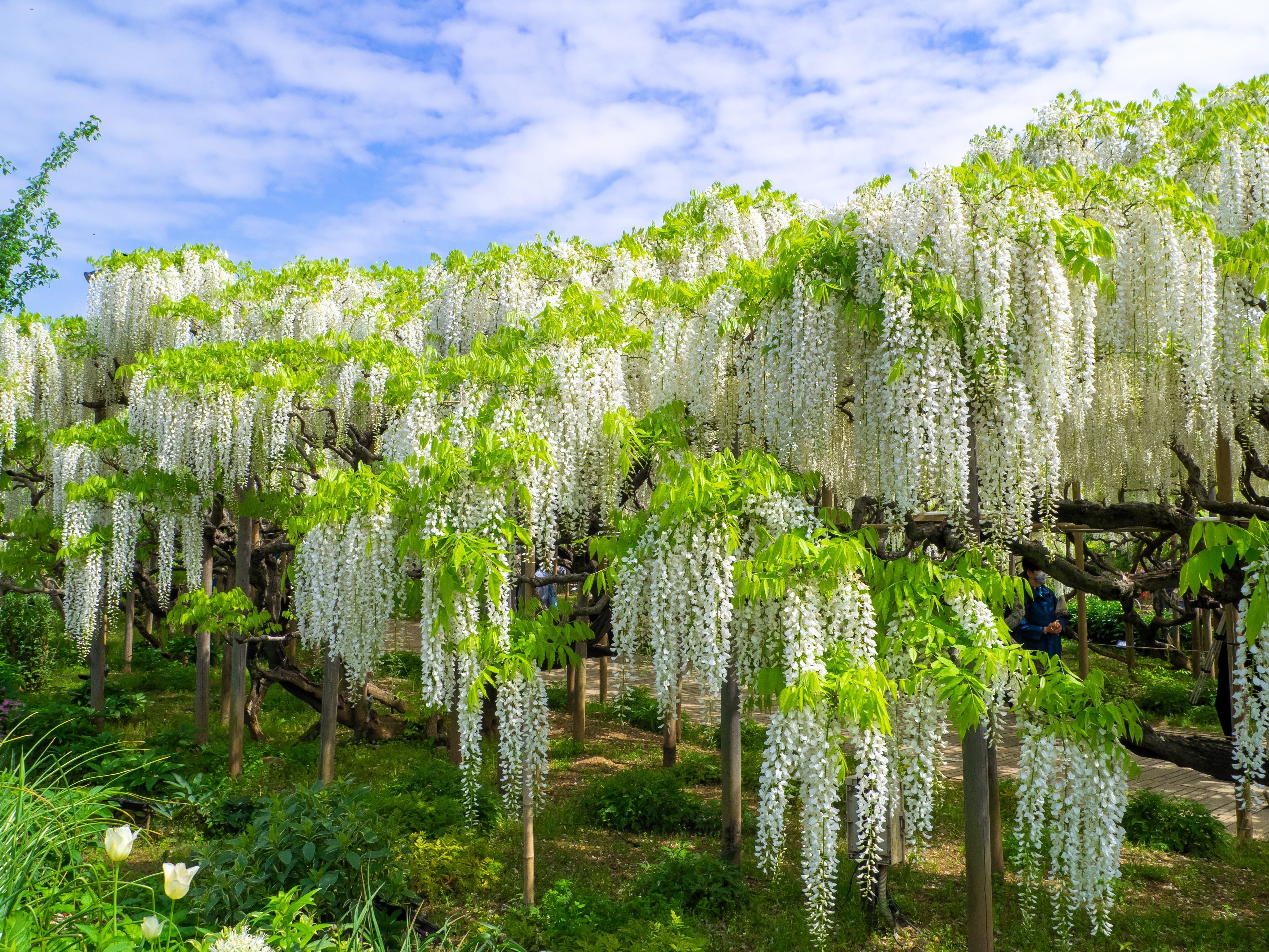 5 WHITE WISTERIA Floribunda Alba Ornamental Japanese Flower Vine Seeds