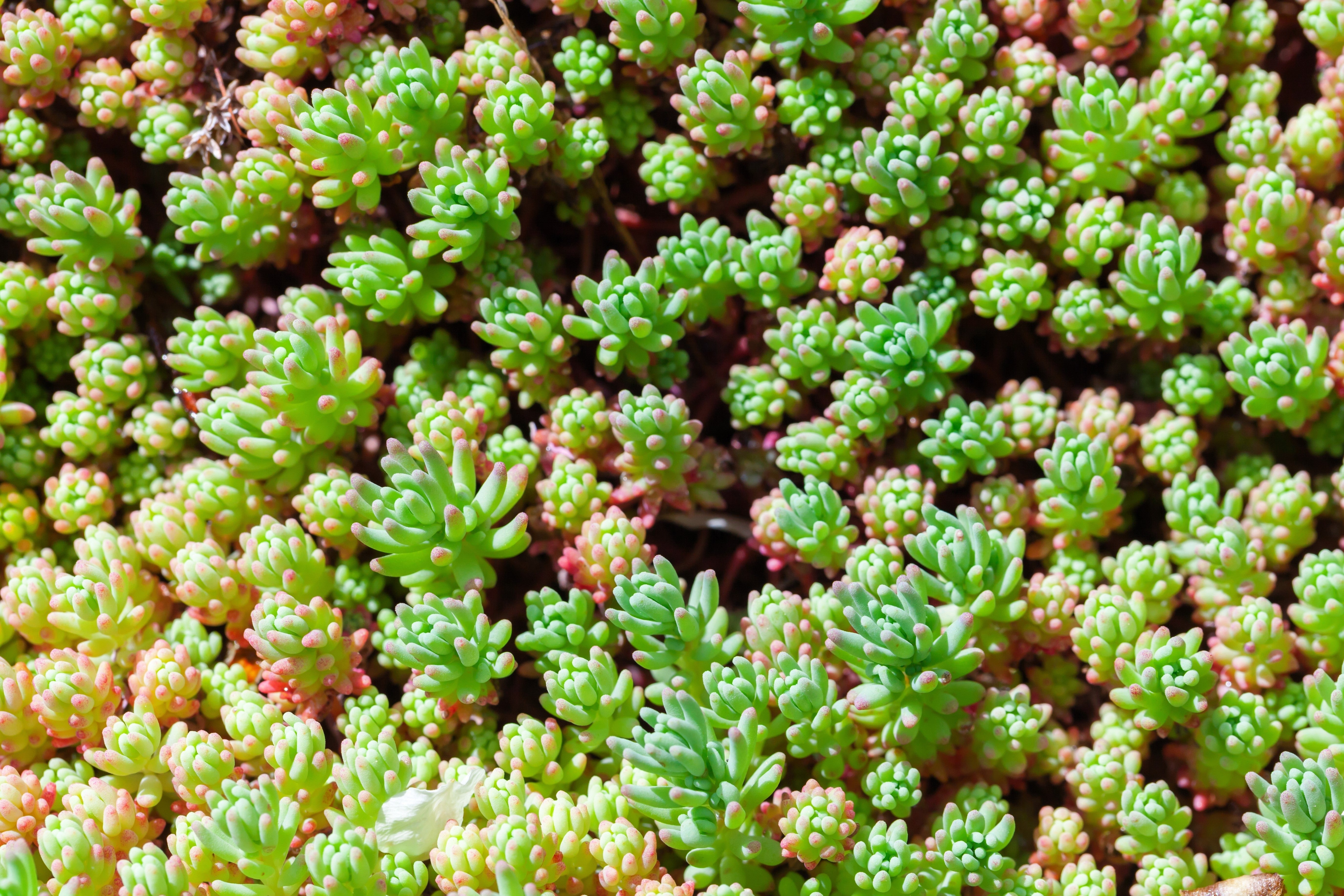 25 Spanish STONECROP / SEDUM HISPANICUM Groundcover Flower Seeds