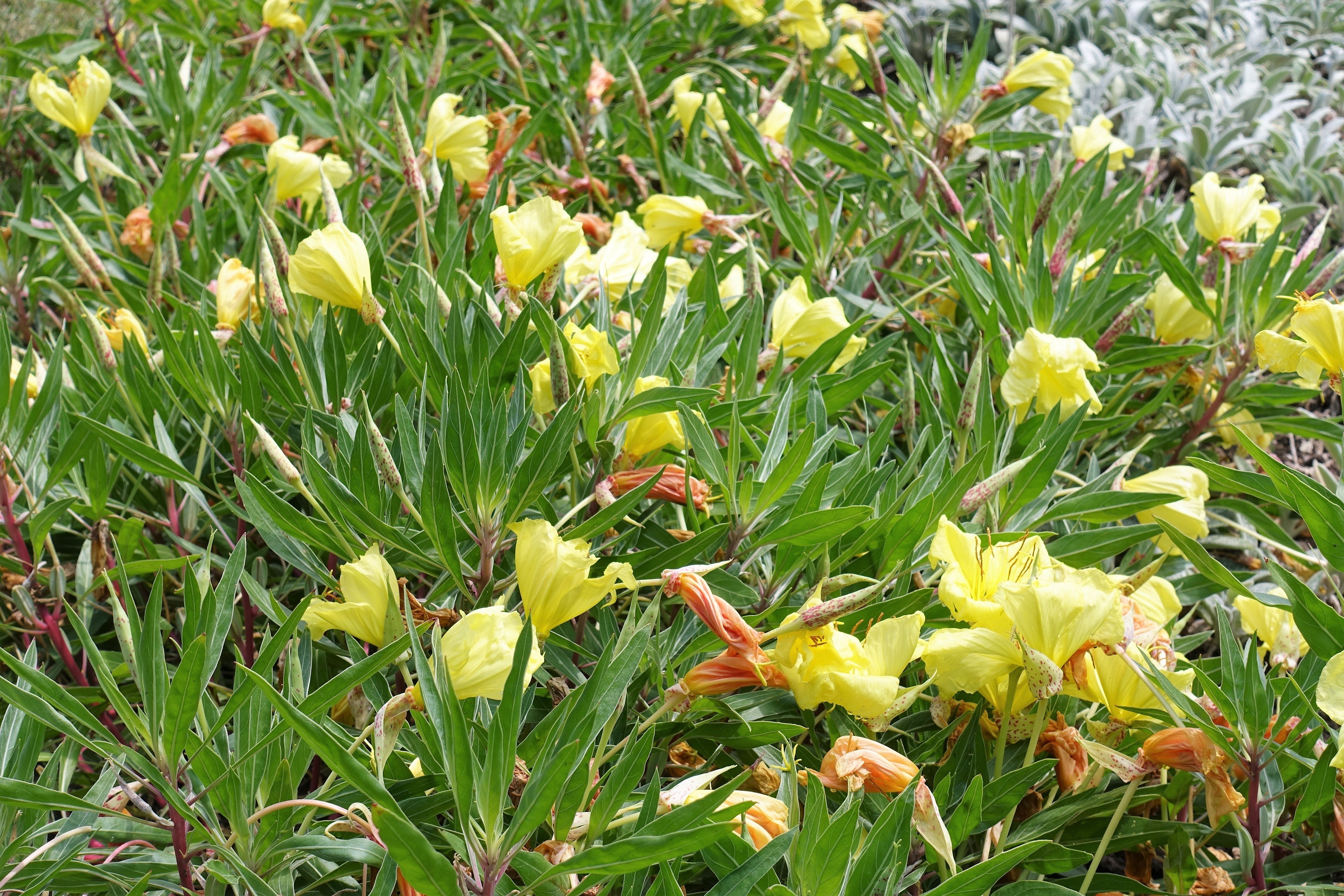 150 DWARF EVENING PRIMROSE ( Missouri Primrose / Ozark Sundrops ) Oenothera Macrocarpa syn. Missouriensis Native Yellow Flower Seeds
