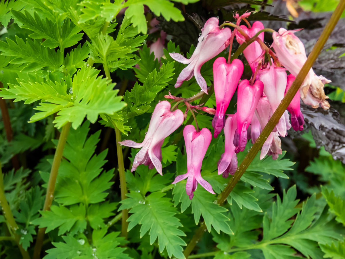 10 Pink FRINGED Fern Leaf BLEEDING HEART Dicentra Eximia Fernleaf Sun or Shade Flower Seeds
