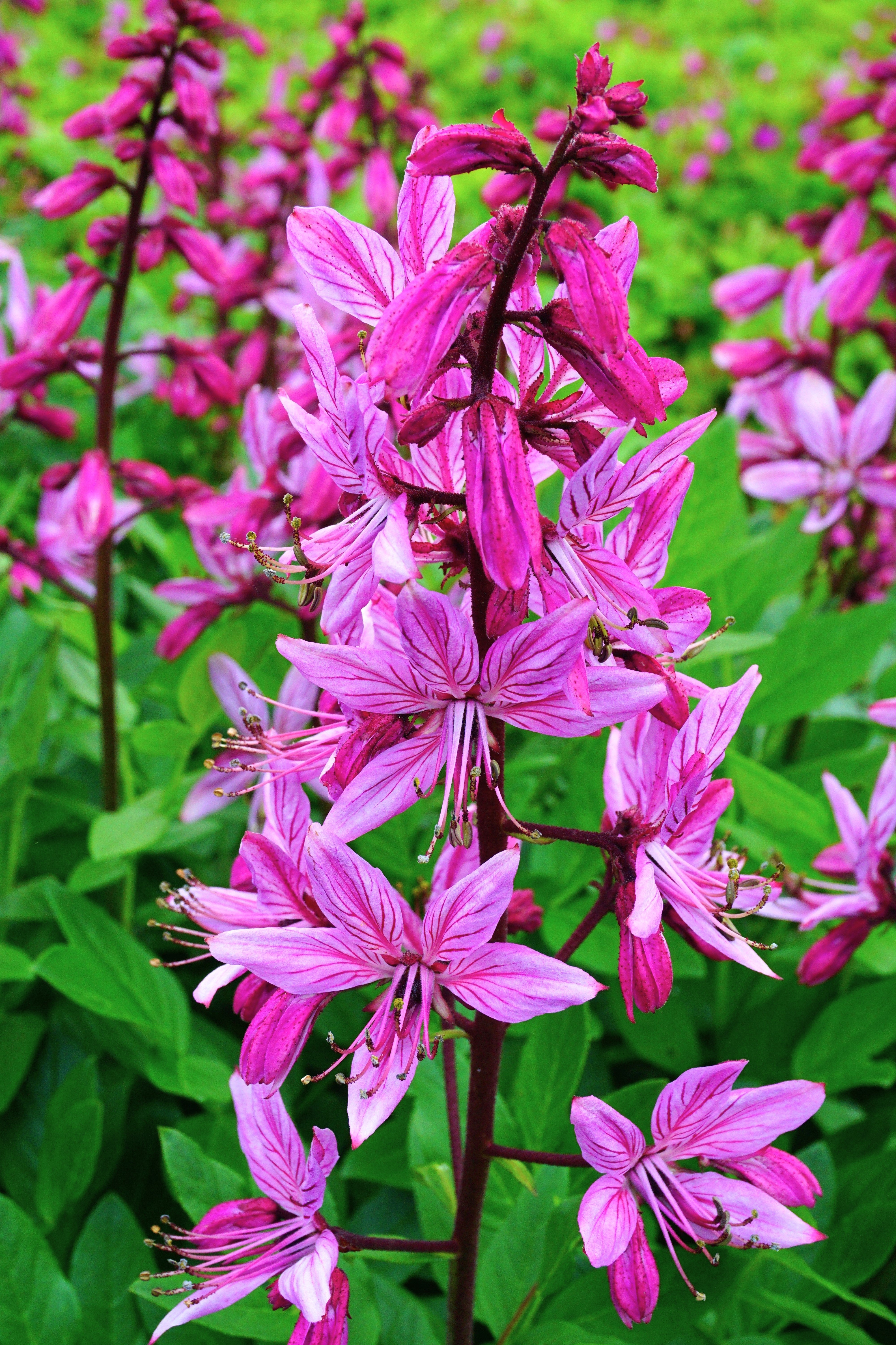 10 RED GAS PLANT Fragrant Fire Plant Dictamnus Albus Ruber Flower Seeds
