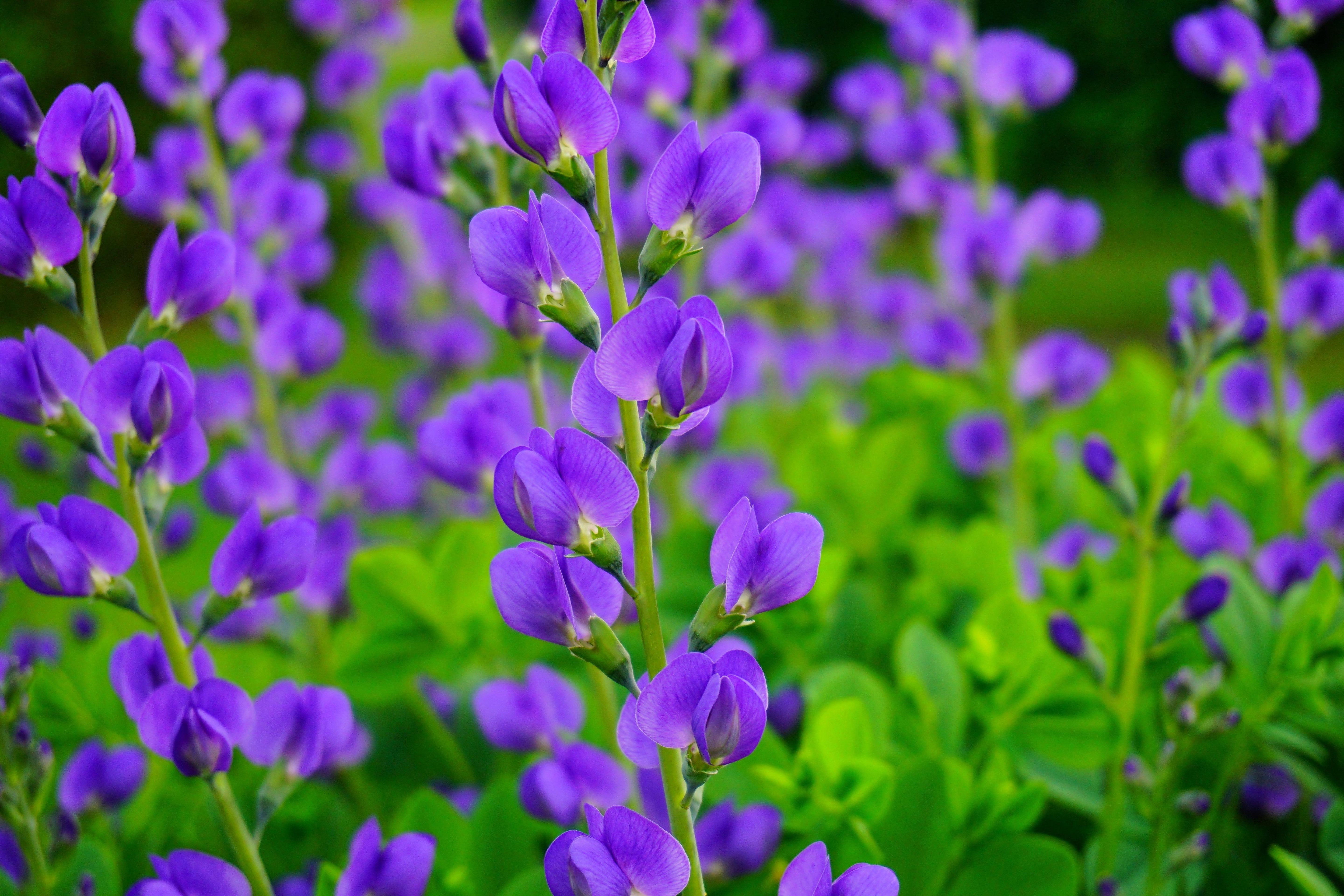 50 BLUE WILD INDIGO (False Indigo) Baptisia Australis Flower Seeds