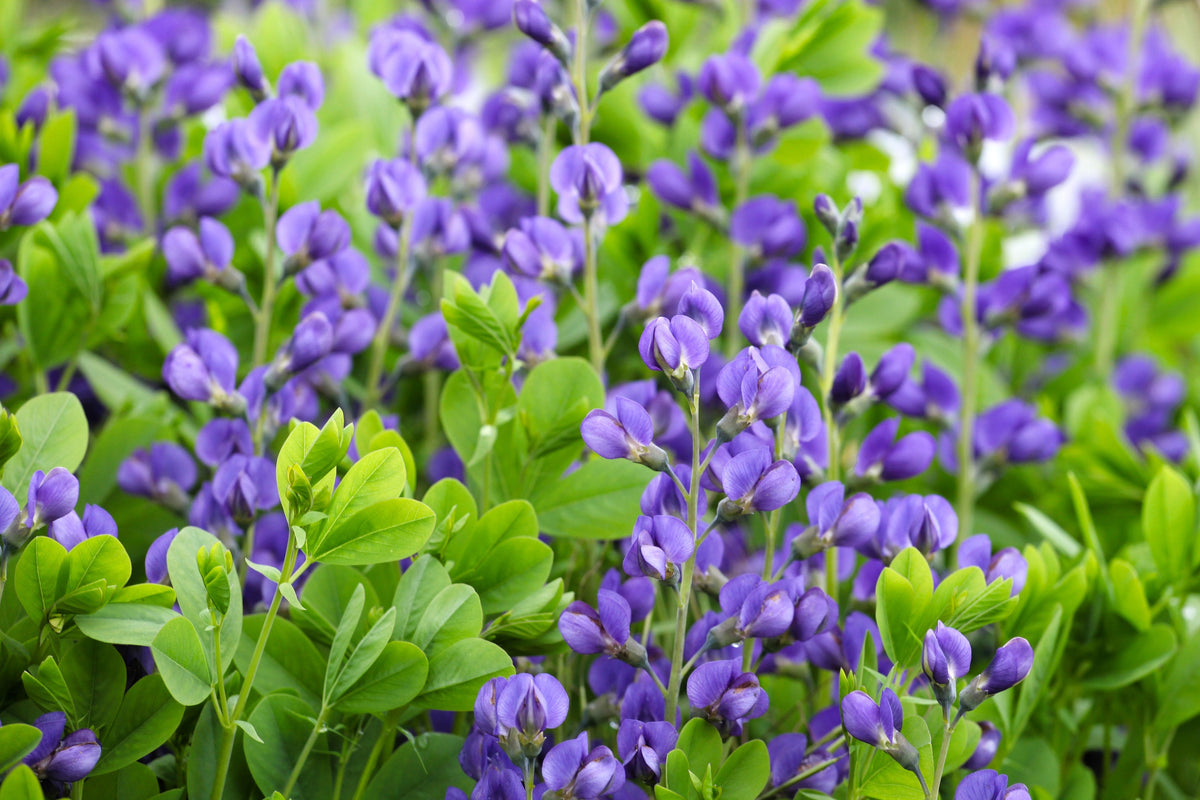 50 BLUE WILD INDIGO (False Indigo) Baptisia Australis Flower Seeds