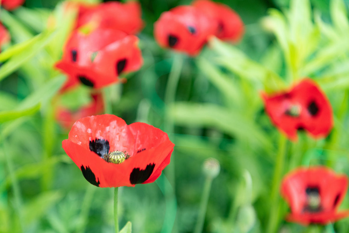150 Red LADYBIRD POPPY Papaver Commutatum Scarlet Black Flower Seeds