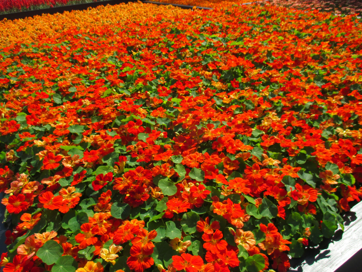 50 Mixed Colors DWARF JEWEL NASTURTIUM Tropaeolum Minus Flower Seeds