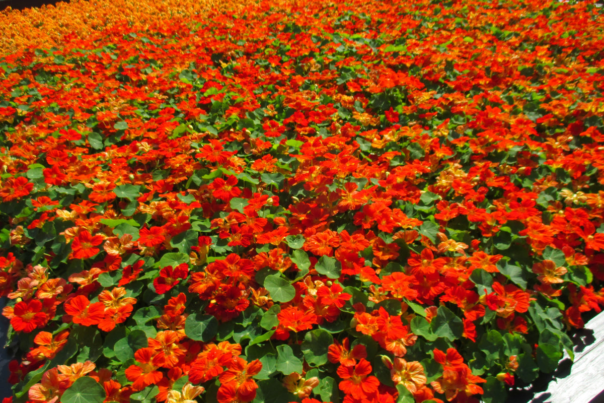 25 Dwarf RED EMPRESS NASTURTIUM Tropaeolum Nanum Hummingbird Flower Seeds