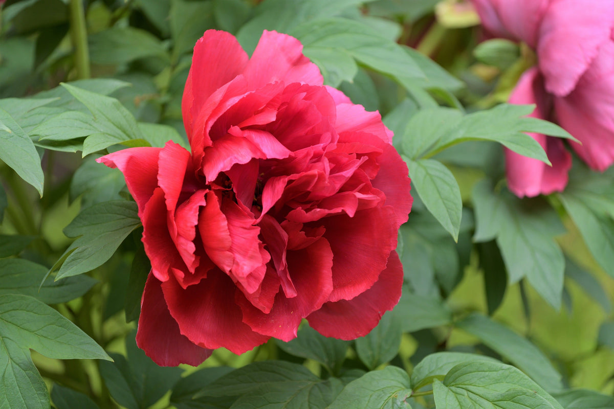 10 TREE PEONY Mountain Paeony Paeonia Suffruticosa Arborea Mixed Colors Red Pink White Purple Yellow Bicolor Flower Shrub Seeds