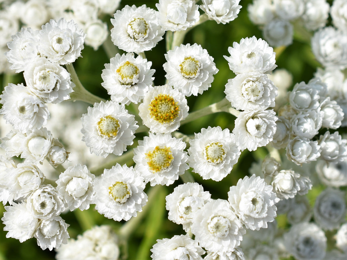 100 PEARLY EVERLASTING Anaphalis Margaritacea Fragrant Butterfly Flower Seeds
