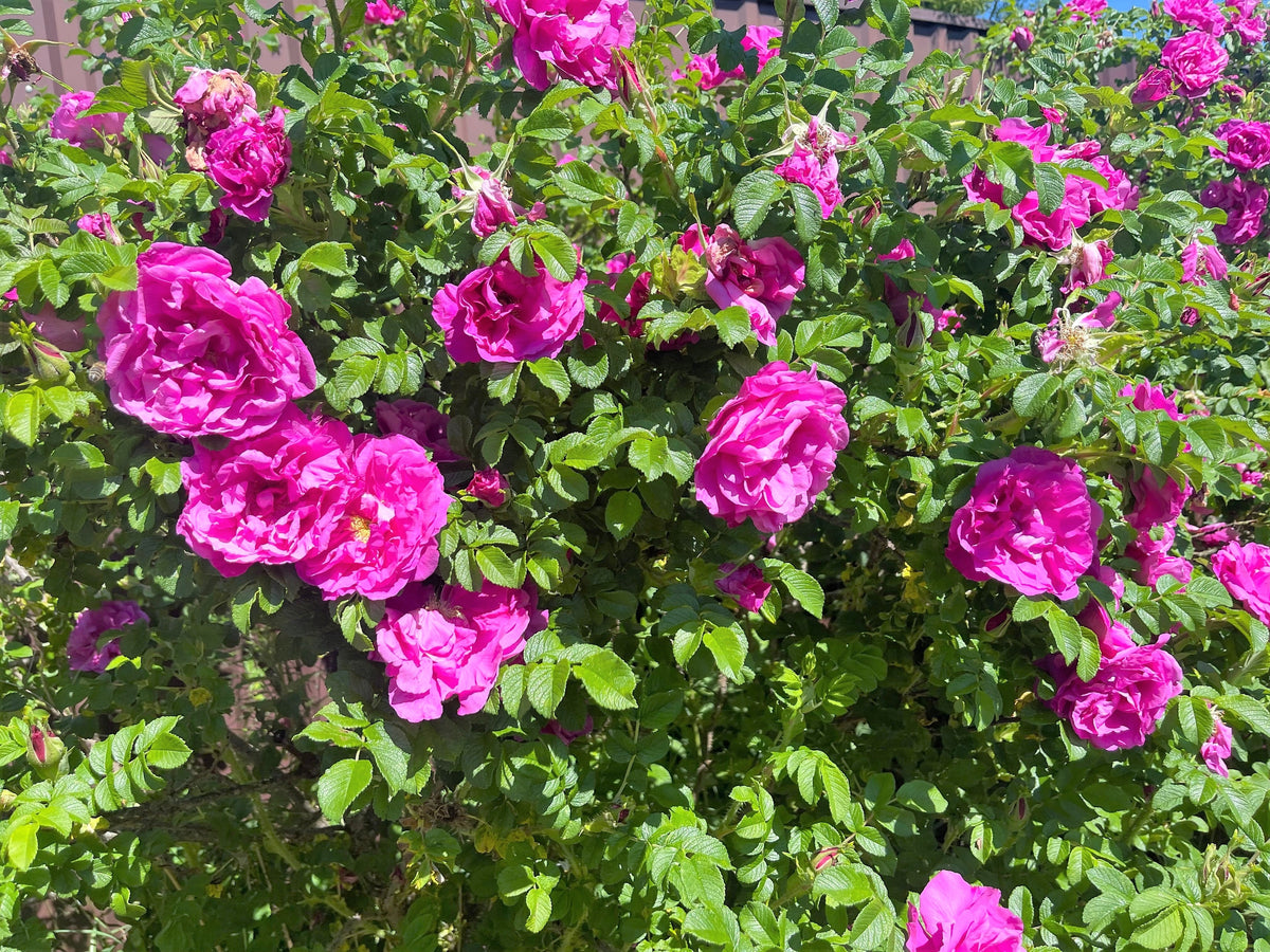 50 Pink BEACH ROSE aka Seaside or Sand Rose, Beach Tomato Rosa Rugosa Huge Red Hips Flower Seeds